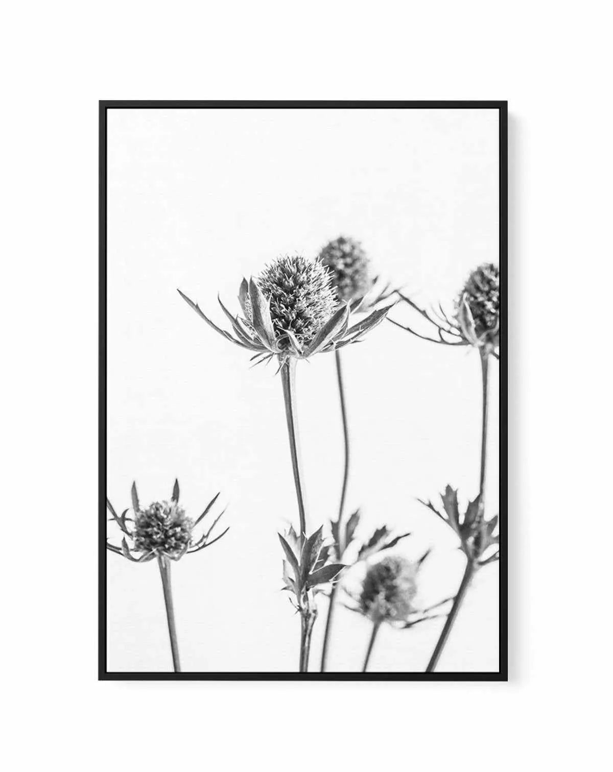 Thistle I | Framed Canvas-CANVAS-You can shop wall art online with Olive et Oriel for everything from abstract art to fun kids wall art. Our beautiful modern art prints and canvas art are available from large canvas prints to wall art paintings and our proudly Australian artwork collection offers only the highest quality framed large wall art and canvas art Australia - You can buy fashion photography prints or Hampton print posters and paintings on canvas from Olive et Oriel and have them delive