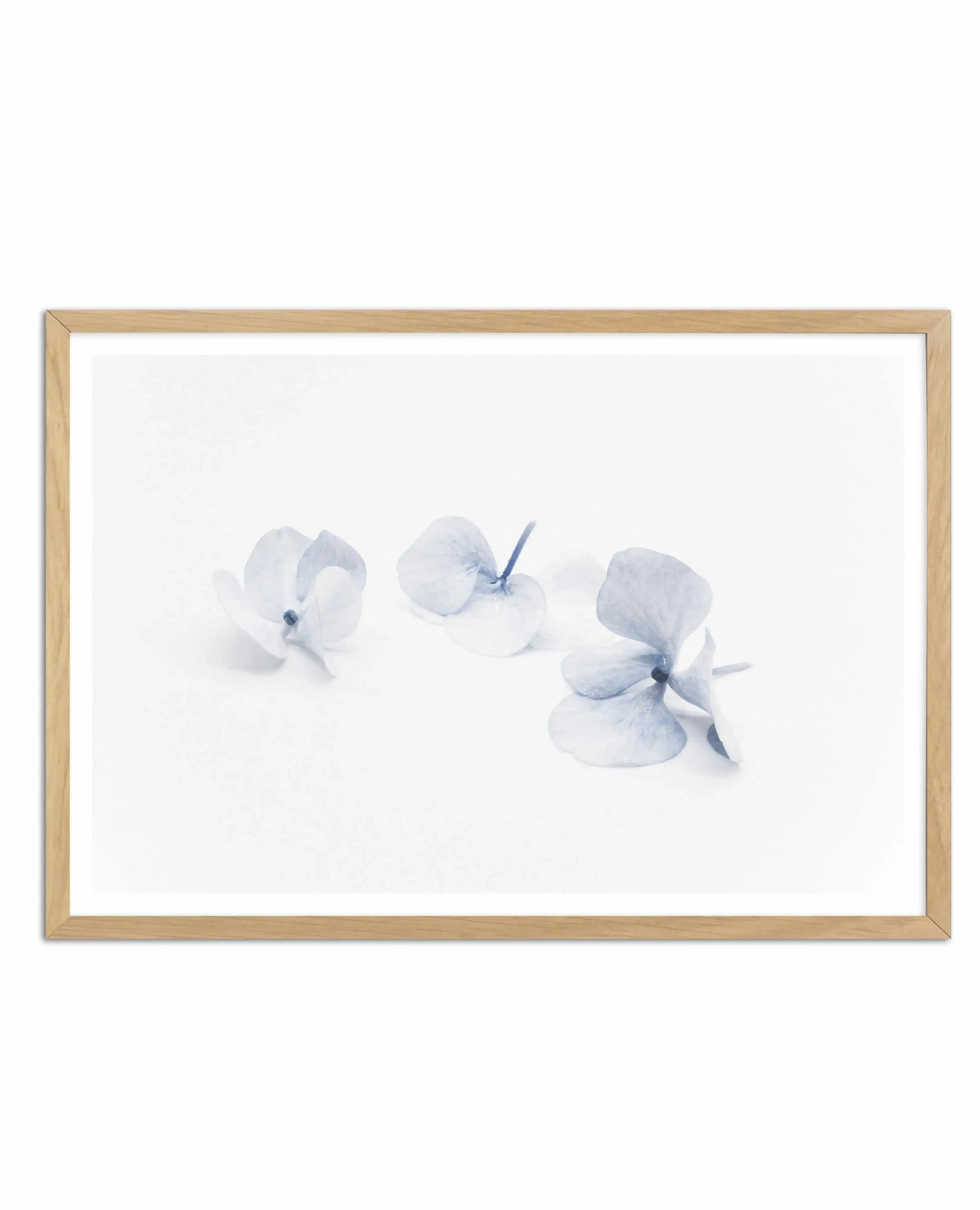 Three in Blue | Hydrangea III Art Print-PRINT-Olive et Oriel-Olive et Oriel-A4 | 8.3" x 11.7" | 21 x 29.7cm-Oak-With White Border-Buy-Australian-Art-Prints-Online-with-Olive-et-Oriel-Your-Artwork-Specialists-Austrailia-Decorate-With-Coastal-Photo-Wall-Art-Prints-From-Our-Beach-House-Artwork-Collection-Fine-Poster-and-Framed-Artwork