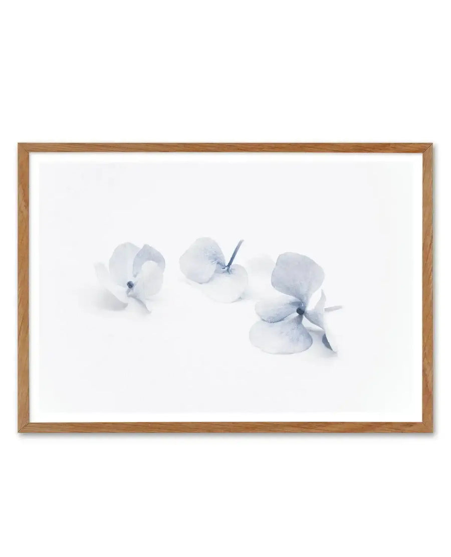 Watercolor art print featuring three pale blue hydrangea flowers arranged horizontally against a white background, rendered in soft, translucent washes with delicate gray-blue tones. The flowers have rounded, clustered petals with subtle shading and thin stems. The artwork is displayed in a natural wood frame with a white border.