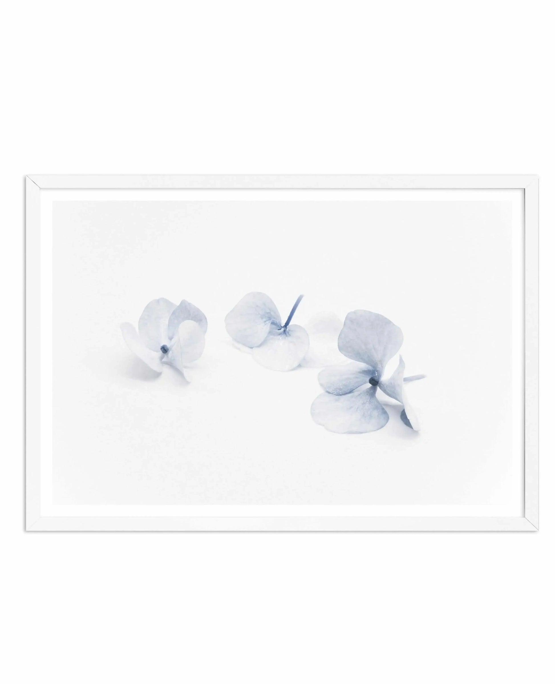 Three in Blue | Hydrangea III Art Print-PRINT-Olive et Oriel-Olive et Oriel-A4 | 8.3" x 11.7" | 21 x 29.7cm-White-With White Border-Buy-Australian-Art-Prints-Online-with-Olive-et-Oriel-Your-Artwork-Specialists-Austrailia-Decorate-With-Coastal-Photo-Wall-Art-Prints-From-Our-Beach-House-Artwork-Collection-Fine-Poster-and-Framed-Artwork
