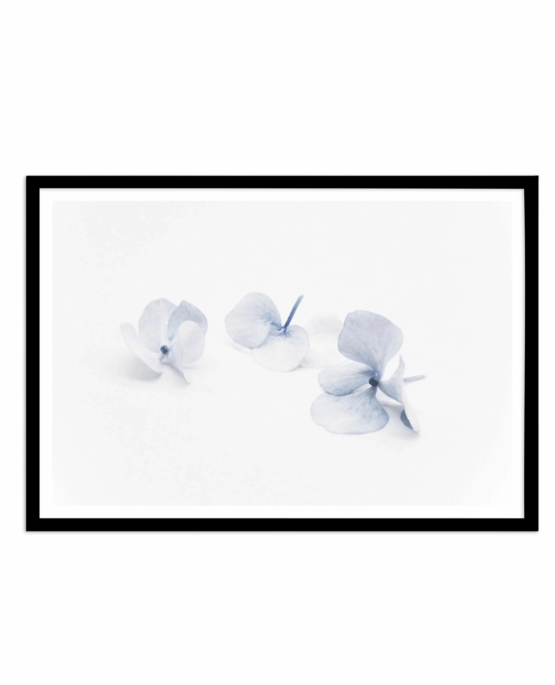 Three in Blue | Hydrangea III Art Print-PRINT-Olive et Oriel-Olive et Oriel-A4 | 8.3" x 11.7" | 21 x 29.7cm-Black-With White Border-Buy-Australian-Art-Prints-Online-with-Olive-et-Oriel-Your-Artwork-Specialists-Austrailia-Decorate-With-Coastal-Photo-Wall-Art-Prints-From-Our-Beach-House-Artwork-Collection-Fine-Poster-and-Framed-Artwork