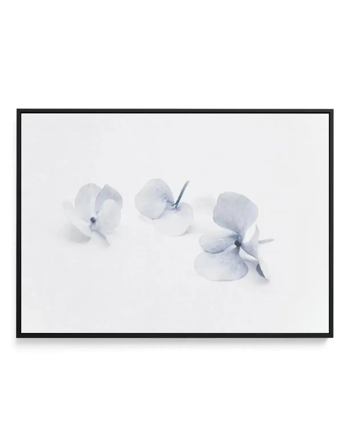 Three in Blue | Hydrangea III | Framed Canvas-CANVAS-You can shop wall art online with Olive et Oriel for everything from abstract art to fun kids wall art. Our beautiful modern art prints and canvas art are available from large canvas prints to wall art paintings and our proudly Australian artwork collection offers only the highest quality framed large wall art and canvas art Australia - You can buy fashion photography prints or Hampton print posters and paintings on canvas from Olive et Oriel 