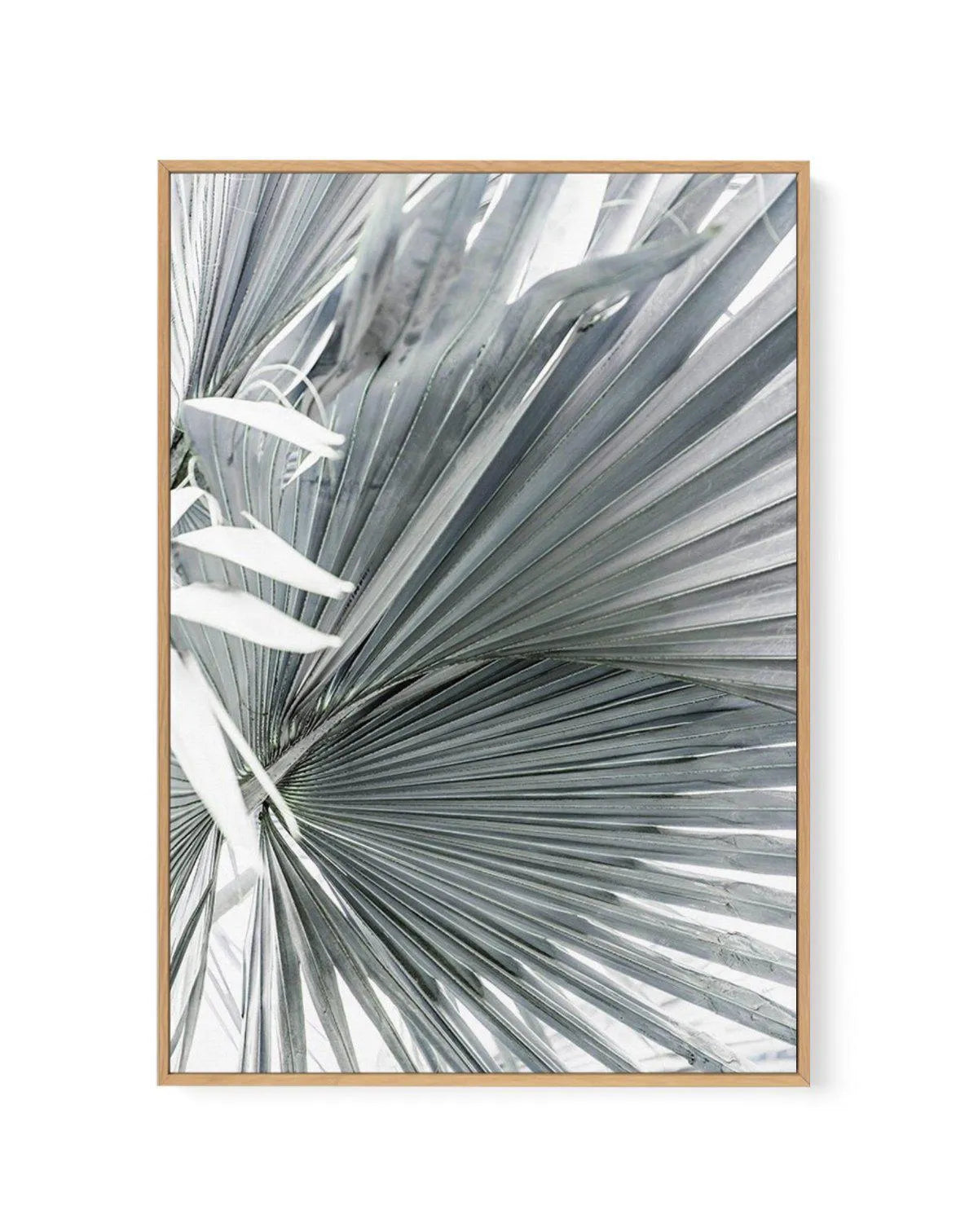 Tropical Palm I | Framed Canvas-CANVAS-You can shop wall art online with Olive et Oriel for everything from abstract art to fun kids wall art. Our beautiful modern art prints and canvas art are available from large canvas prints to wall art paintings and our proudly Australian artwork collection offers only the highest quality framed large wall art and canvas art Australia - You can buy fashion photography prints or Hampton print posters and paintings on canvas from Olive et Oriel and have them 