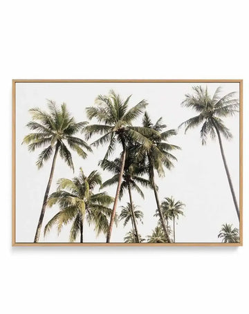 Tropical Palm Trees LS | Framed Canvas-CANVAS-You can shop wall art online with Olive et Oriel for everything from abstract art to fun kids wall art. Our beautiful modern art prints and canvas art are available from large canvas prints to wall art paintings and our proudly Australian artwork collection offers only the highest quality framed large wall art and canvas art Australia - You can buy fashion photography prints or Hampton print posters and paintings on canvas from Olive et Oriel and hav