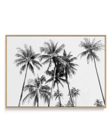 Black and white photographic canvas art print featuring a grove of tall coconut palm trees photographed from below against a light sky. Multiple palms of varying heights fill the composition, their slender trunks extending upward and feathery fronds spreading outward, creating a dense tropical canopy. The monochromatic treatment emphasizes fine detail in the palm leaves and bark texture. The artwork is mounted in a natural wood frame with a white border.