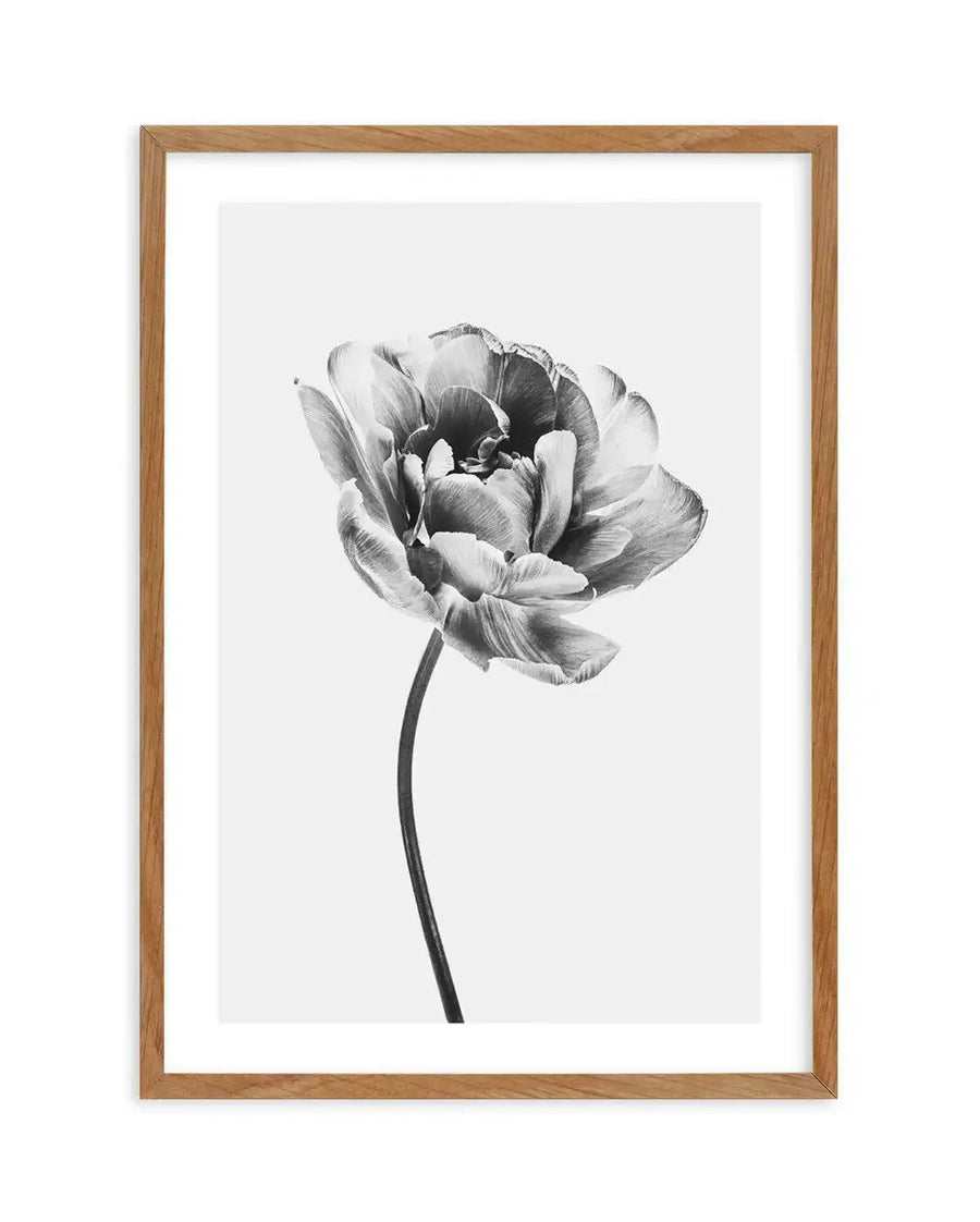 Framed black and white photograph of a single tulip with a natural wood frame and white border. The composition features a detailed close-up of the tulip's petals, showcasing their intricate texture and varying shades of grey, with a slender stem extending downwards.