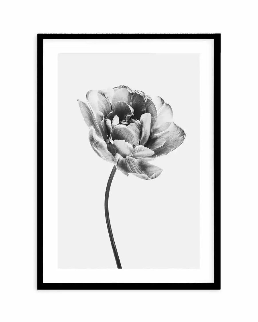 Framed black and white photograph of a single tulip flower with a black frame and white border. The tulip is captured in close-up, showcasing its full, ruffled petals with varying shades of grey and white, and a dark, slender stem curving upwards from the bottom.