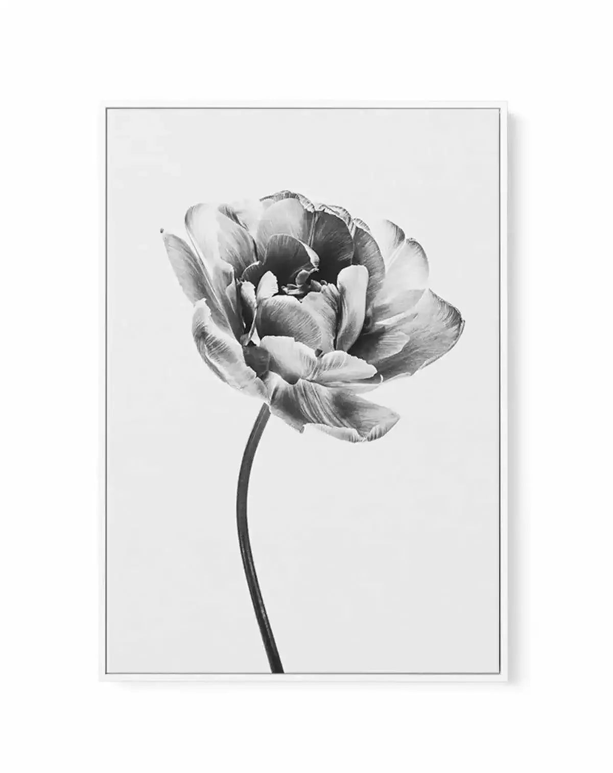 Tulip en Noir | Framed Canvas-CANVAS-You can shop wall art online with Olive et Oriel for everything from abstract art to fun kids wall art. Our beautiful modern art prints and canvas art are available from large canvas prints to wall art paintings and our proudly Australian artwork collection offers only the highest quality framed large wall art and canvas art Australia - You can buy fashion photography prints or Hampton print posters and paintings on canvas from Olive et Oriel and have them de
