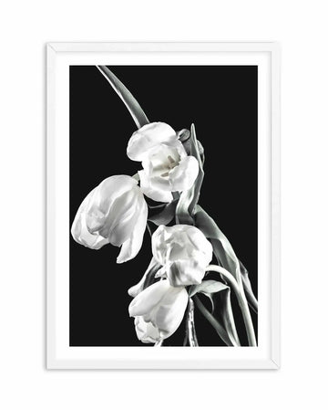 Black and white photograph of five tulips with delicate, ruffled petals arranged on a single stem against a solid black background. The flowers are at varying stages of bloom, from tightly closed buds to fully open blossoms, creating depth and movement. Fine details of the petals, stamens, and elongated leaves are rendered with high contrast and soft tonal gradations. The image is displayed in a white wooden frame with a white border.