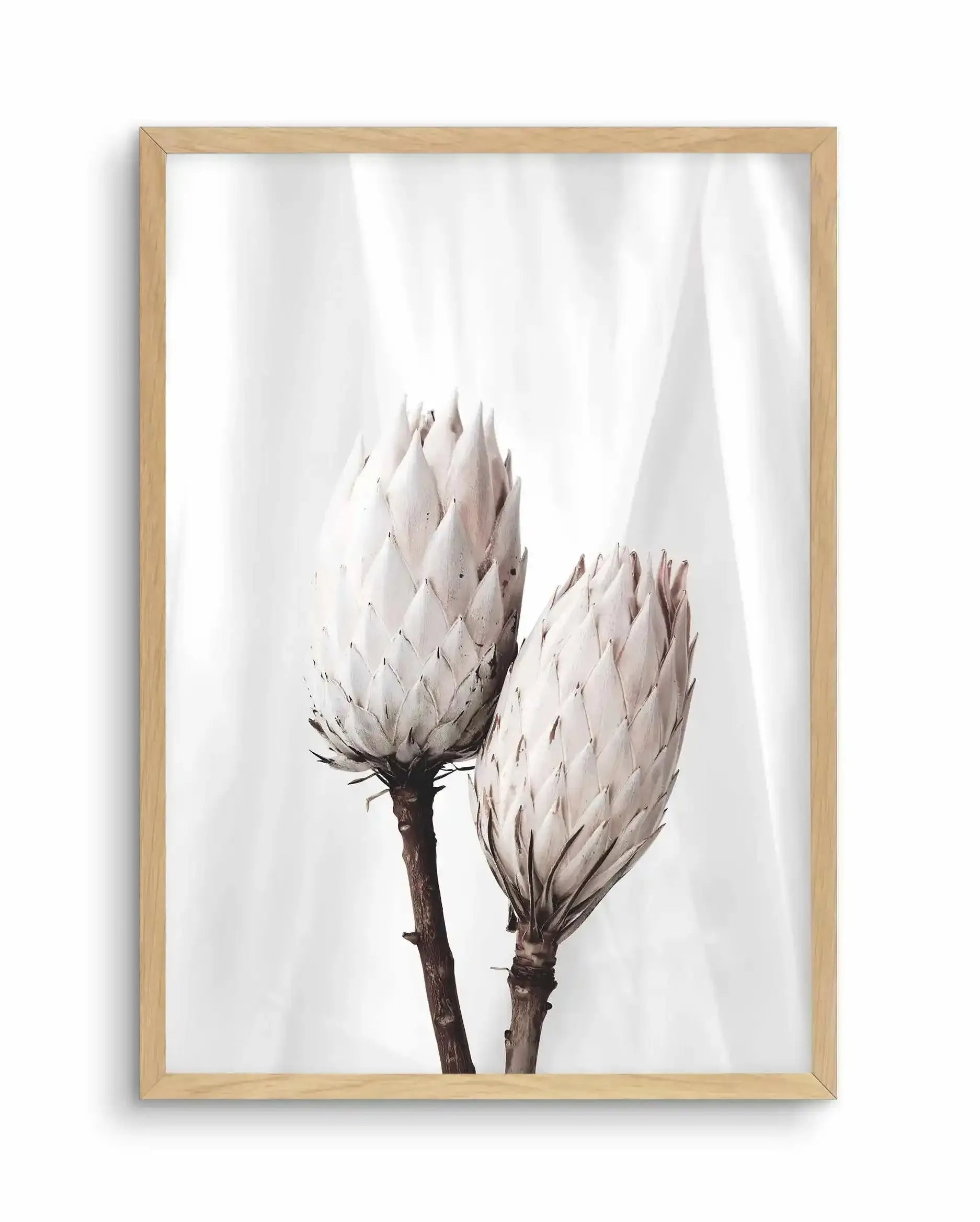 Twin Protea Art Print-PRINT-Olive et Oriel-Olive et Oriel-A5 | 5.8" x 8.3" | 14.8 x 21cm-Oak-With White Border-Buy-Australian-Art-Prints-Online-with-Olive-et-Oriel-Your-Artwork-Specialists-Austrailia-Decorate-With-Coastal-Photo-Wall-Art-Prints-From-Our-Beach-House-Artwork-Collection-Fine-Poster-and-Framed-Artwork