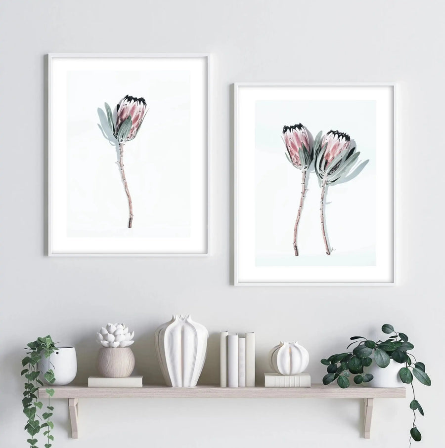 Lifestyle shot featuring two framed art prints displayed side-by-side above a light wood shelf in a minimalist room with white walls. The left print features a single protea flower with dusty rose petals and dark grey tips, with a light green leaf, on a white background. The right print features two similar protea flowers. Both prints are in white frames with white borders. The shelf below holds various white and cream decorative objects and two potted plants with trailing green leaves.