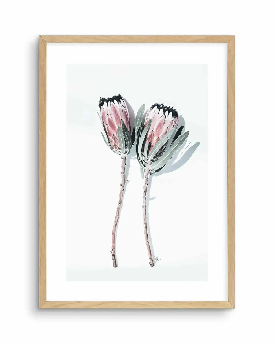Watercolour art print featuring two protea flowers with pale pink petals and black stamens, rendered in soft washes of pink, grey, and sage green. Delicate stems with small leaves extend downward. Displayed in a natural wood frame with white border against a white background.