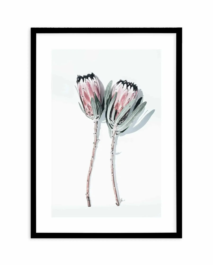 Watercolour illustration of two protea flowers with dusty rose and blush pink petals featuring dark charcoal-black stamens, rendered with soft grey-green leaves on pale stems against a light grey background. Displayed in a black frame with white border.