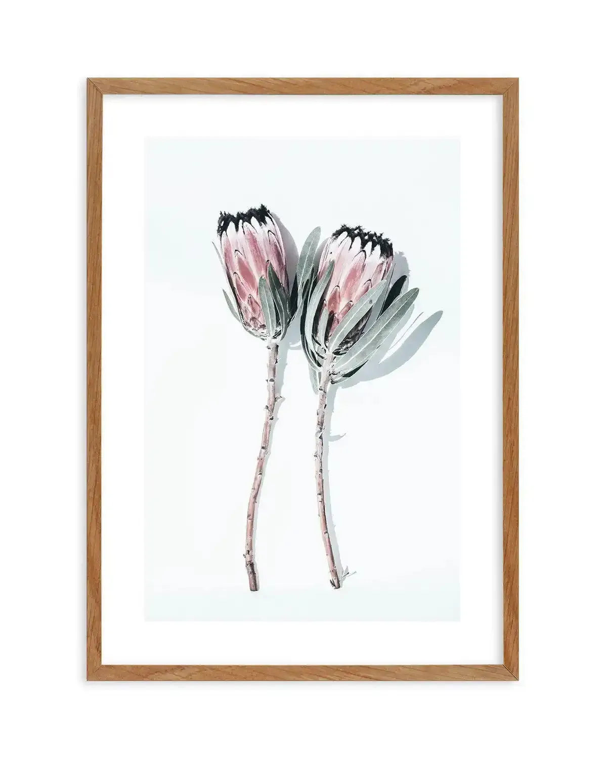 Two Of A Kind Art Print-PRINT-Olive et Oriel-Olive et Oriel-50x70 cm | 19.6" x 27.5"-Walnut-With White Border-Buy-Australian-Art-Prints-Online-with-Olive-et-Oriel-Your-Artwork-Specialists-Austrailia-Decorate-With-Coastal-Photo-Wall-Art-Prints-From-Our-Beach-House-Artwork-Collection-Fine-Poster-and-Framed-Artwork