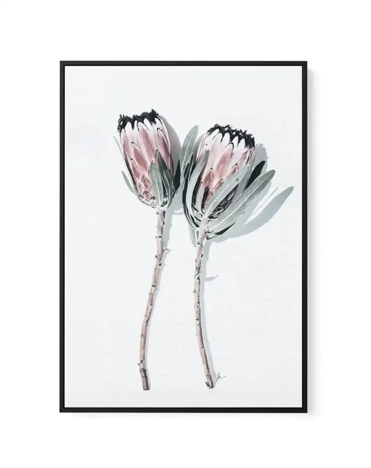 Two Of A Kind-CANVAS-You can shop wall art online with Olive et Oriel for everything from abstract art to fun kids wall art. Our beautiful modern art prints and canvas art are available from large canvas prints to wall art paintings and our proudly Australian artwork collection offers only the highest quality framed large wall art and canvas art Australia - You can buy fashion photography prints or Hampton print posters and paintings on canvas from Olive et Oriel and have them delivered to your 