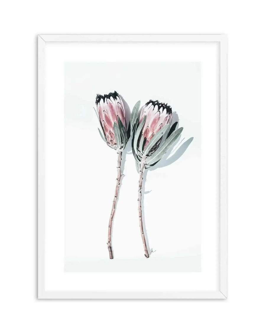 Watercolour illustration of two protea flowers with pale pink petals and dark black stamens, displayed in a white wooden frame with white border. Long stems in muted grey-green tones extend downward. Soft, minimalist botanical artwork on light background.