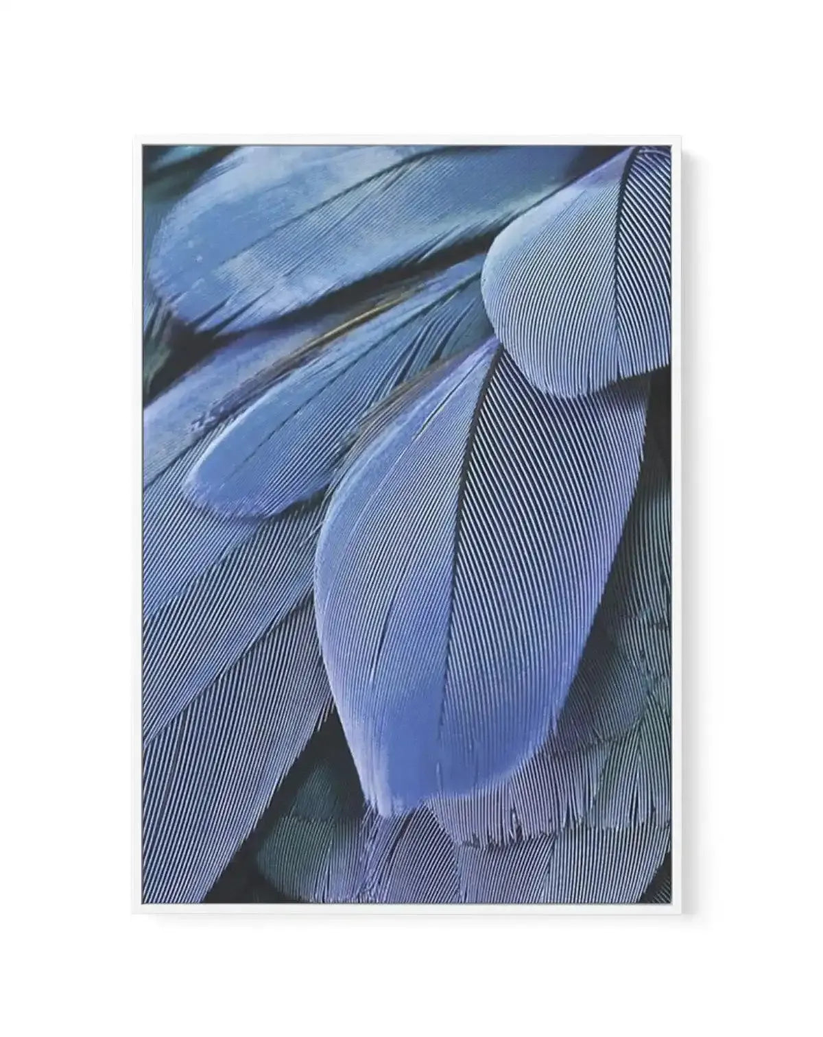 Ultra Violet Feather I | Framed Canvas-CANVAS-You can shop wall art online with Olive et Oriel for everything from abstract art to fun kids wall art. Our beautiful modern art prints and canvas art are available from large canvas prints to wall art paintings and our proudly Australian artwork collection offers only the highest quality framed large wall art and canvas art Australia - You can buy fashion photography prints or Hampton print posters and paintings on canvas from Olive et Oriel and hav