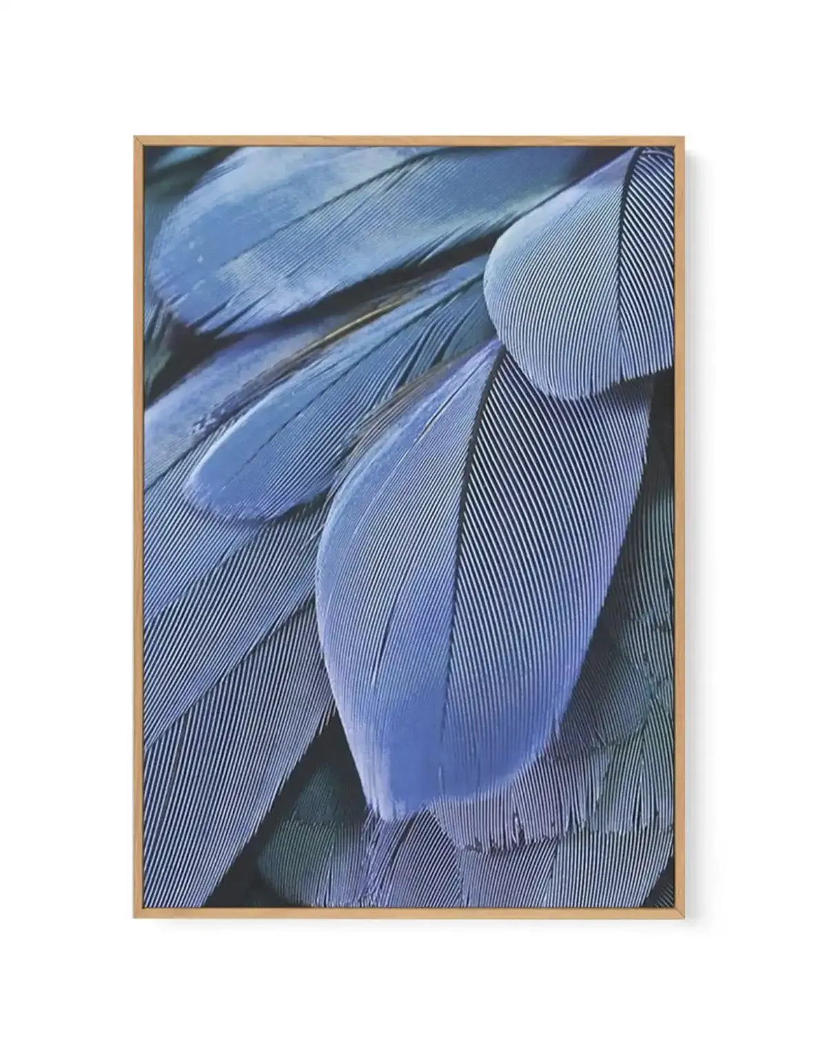 Ultra Violet Feather I | Framed Canvas-CANVAS-You can shop wall art online with Olive et Oriel for everything from abstract art to fun kids wall art. Our beautiful modern art prints and canvas art are available from large canvas prints to wall art paintings and our proudly Australian artwork collection offers only the highest quality framed large wall art and canvas art Australia - You can buy fashion photography prints or Hampton print posters and paintings on canvas from Olive et Oriel and hav