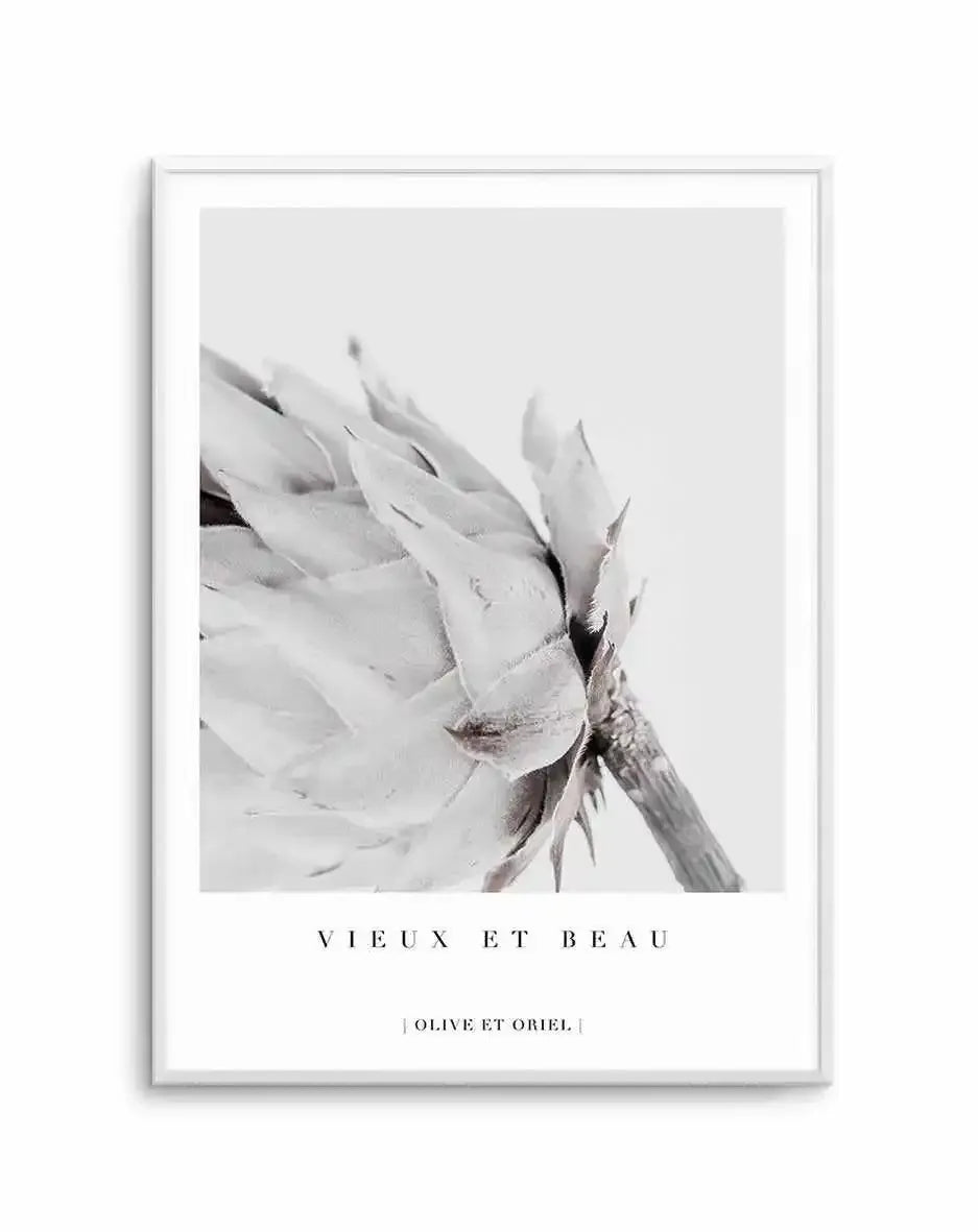 Vieux Et Beau | King Protea Art Print-PRINT-Olive et Oriel-Olive et Oriel-A4 | 8.3" x 11.7" | 21 x 29.7cm-Unframed Art Print-With White Border-Buy-Australian-Art-Prints-Online-with-Olive-et-Oriel-Your-Artwork-Specialists-Austrailia-Decorate-With-Coastal-Photo-Wall-Art-Prints-From-Our-Beach-House-Artwork-Collection-Fine-Poster-and-Framed-Artwork