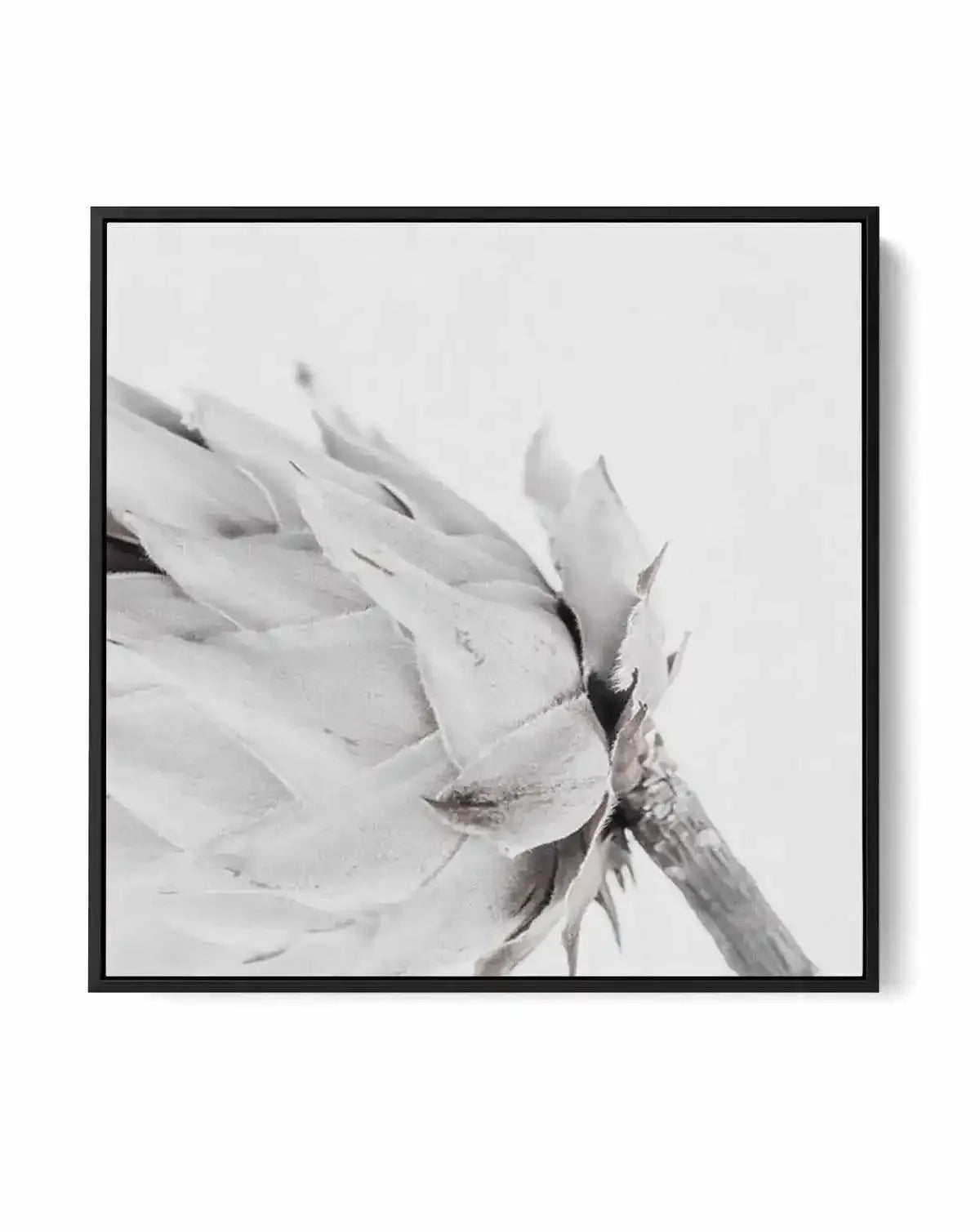 Vieux Et Beau | King Protea | Framed Canvas-CANVAS-You can shop wall art online with Olive et Oriel for everything from abstract art to fun kids wall art. Our beautiful modern art prints and canvas art are available from large canvas prints to wall art paintings and our proudly Australian artwork collection offers only the highest quality framed large wall art and canvas art Australia - You can buy fashion photography prints or Hampton print posters and paintings on canvas from Olive et Oriel an