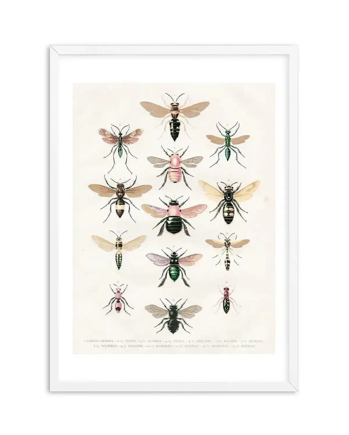 Vintage Bee Chart Art Print-PRINT-Olive et Oriel-Olive et Oriel-A5 | 5.8" x 8.3" | 14.8 x 21cm-White-With White Border-Buy-Australian-Art-Prints-Online-with-Olive-et-Oriel-Your-Artwork-Specialists-Austrailia-Decorate-With-Coastal-Photo-Wall-Art-Prints-From-Our-Beach-House-Artwork-Collection-Fine-Poster-and-Framed-Artwork