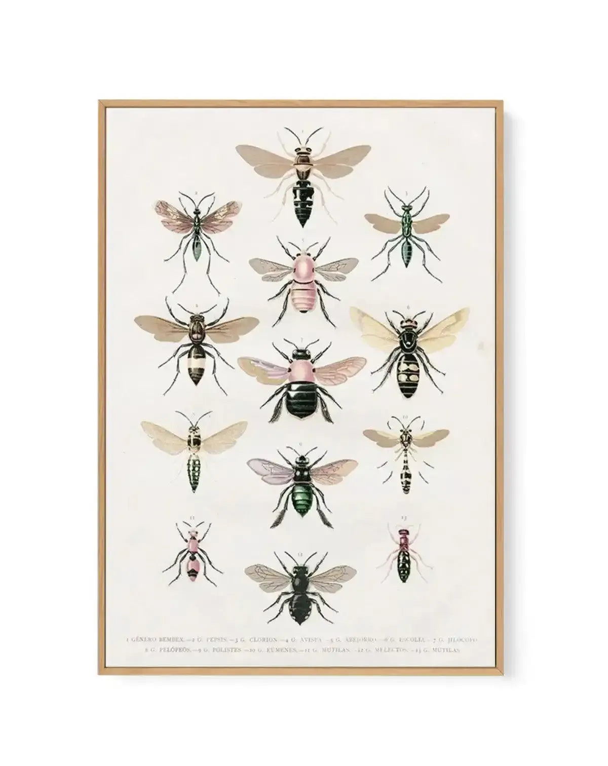 Vintage Bee Chart | Framed Canvas-CANVAS-You can shop wall art online with Olive et Oriel for everything from abstract art to fun kids wall art. Our beautiful modern art prints and canvas art are available from large canvas prints to wall art paintings and our proudly Australian artwork collection offers only the highest quality framed large wall art and canvas art Australia - You can buy fashion photography prints or Hampton print posters and paintings on canvas from Olive et Oriel and have the