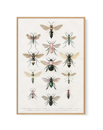 Vintage Bee Chart | Framed Canvas-CANVAS-You can shop wall art online with Olive et Oriel for everything from abstract art to fun kids wall art. Our beautiful modern art prints and canvas art are available from large canvas prints to wall art paintings and our proudly Australian artwork collection offers only the highest quality framed large wall art and canvas art Australia - You can buy fashion photography prints or Hampton print posters and paintings on canvas from Olive et Oriel and have the