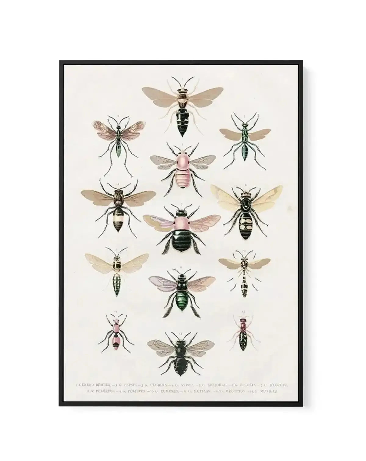 Vintage Bee Chart | Framed Canvas-CANVAS-You can shop wall art online with Olive et Oriel for everything from abstract art to fun kids wall art. Our beautiful modern art prints and canvas art are available from large canvas prints to wall art paintings and our proudly Australian artwork collection offers only the highest quality framed large wall art and canvas art Australia - You can buy fashion photography prints or Hampton print posters and paintings on canvas from Olive et Oriel and have the