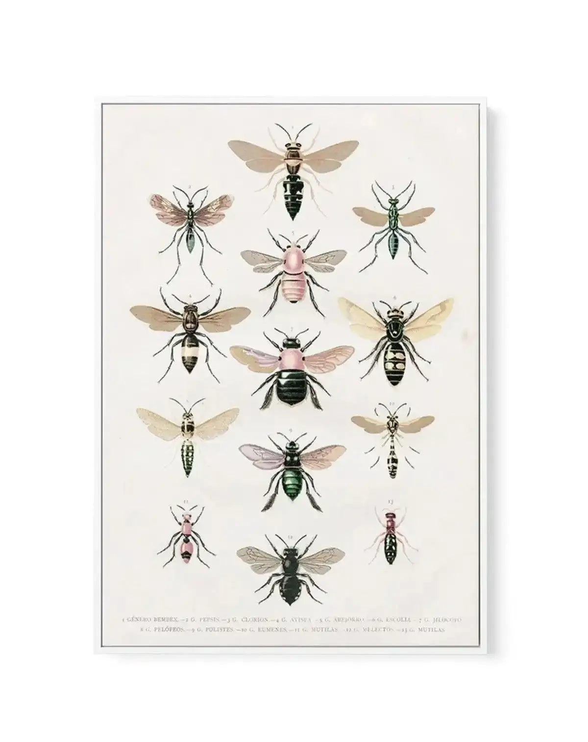 Vintage Bee Chart | Framed Canvas-CANVAS-You can shop wall art online with Olive et Oriel for everything from abstract art to fun kids wall art. Our beautiful modern art prints and canvas art are available from large canvas prints to wall art paintings and our proudly Australian artwork collection offers only the highest quality framed large wall art and canvas art Australia - You can buy fashion photography prints or Hampton print posters and paintings on canvas from Olive et Oriel and have the