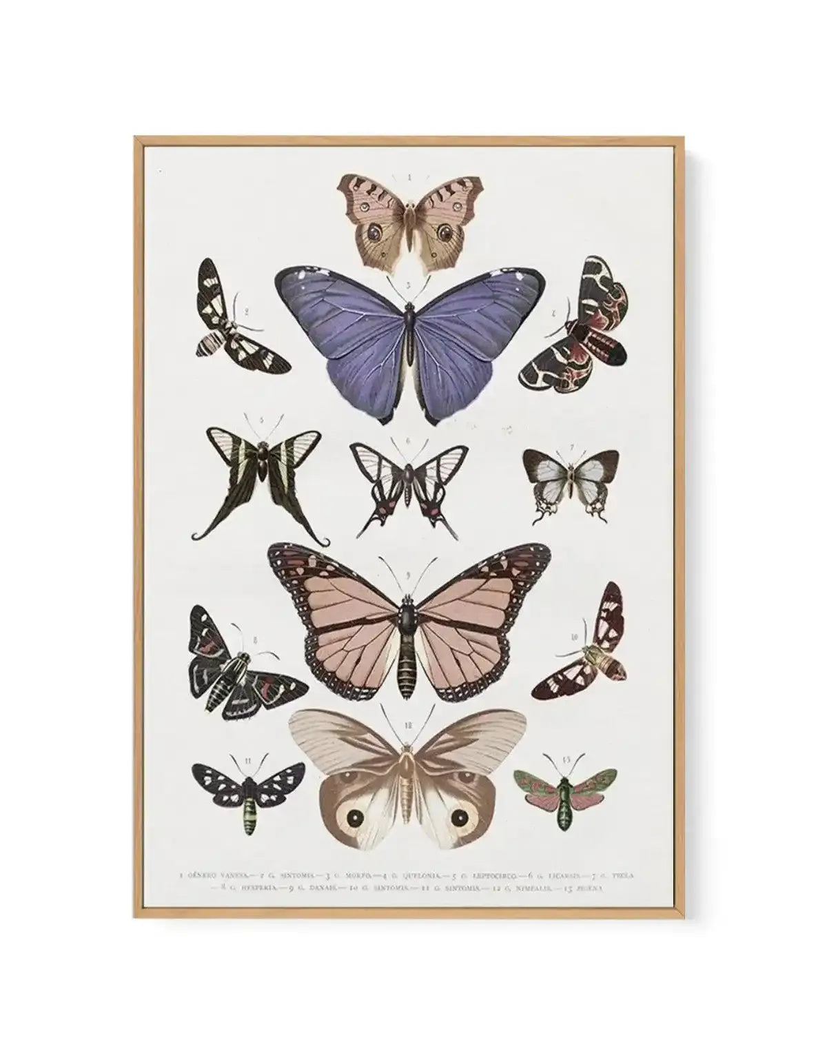 Vintage Butterfly Chart | Framed Canvas-CANVAS-You can shop wall art online with Olive et Oriel for everything from abstract art to fun kids wall art. Our beautiful modern art prints and canvas art are available from large canvas prints to wall art paintings and our proudly Australian artwork collection offers only the highest quality framed large wall art and canvas art Australia - You can buy fashion photography prints or Hampton print posters and paintings on canvas from Olive et Oriel and ha