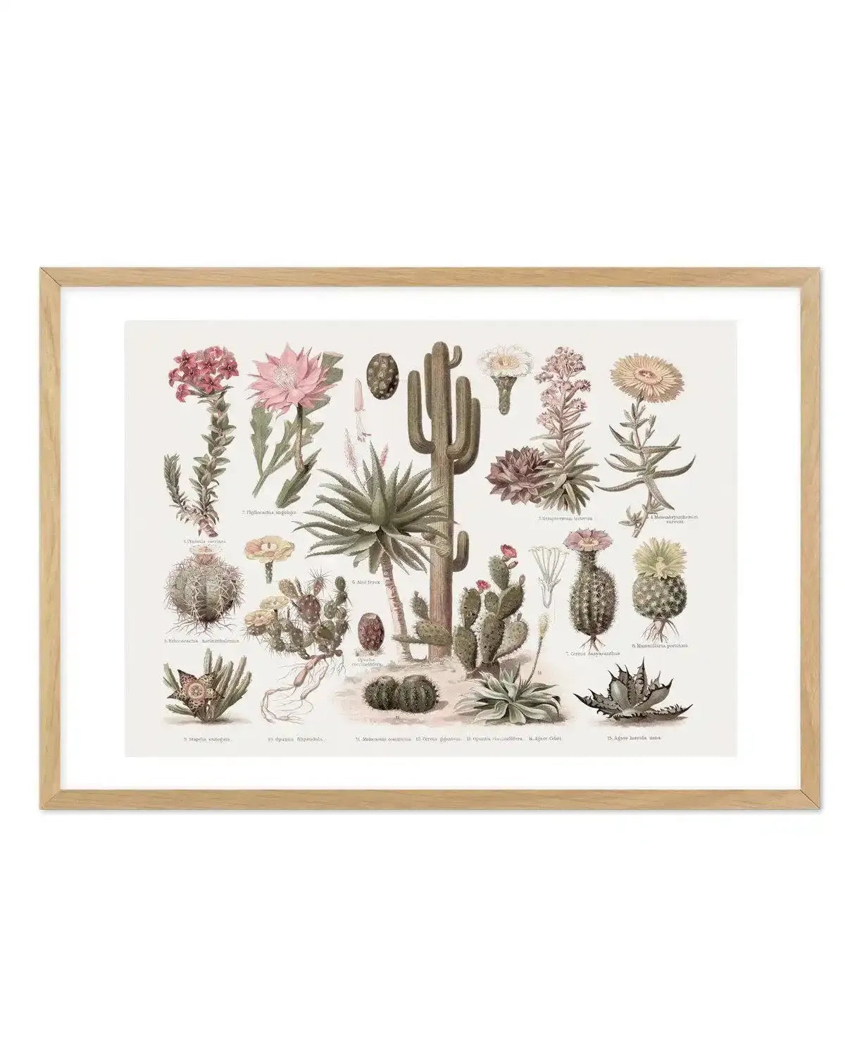 Vintage Cactus Chart Art Print-PRINT-Olive et Oriel-Olive et Oriel-A5 | 5.8" x 8.3" | 14.8 x 21cm-Oak-With White Border-Buy-Australian-Art-Prints-Online-with-Olive-et-Oriel-Your-Artwork-Specialists-Austrailia-Decorate-With-Coastal-Photo-Wall-Art-Prints-From-Our-Beach-House-Artwork-Collection-Fine-Poster-and-Framed-Artwork