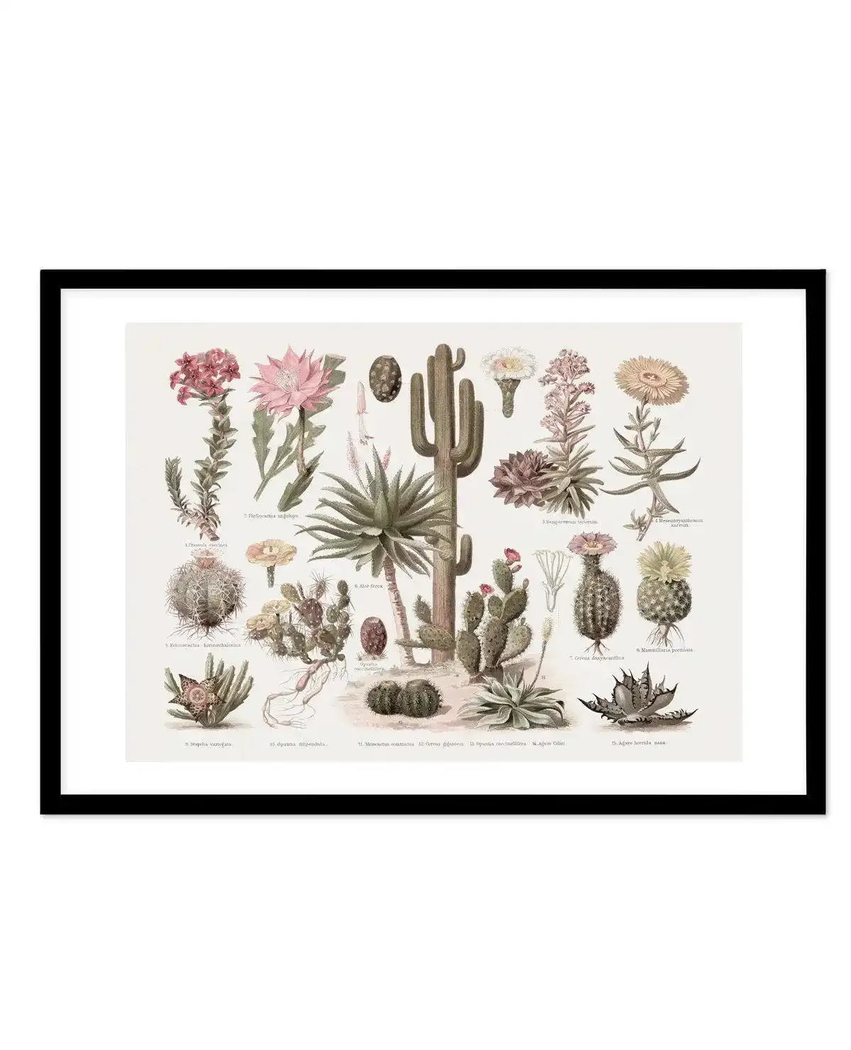Vintage Cactus Chart Art Print-PRINT-Olive et Oriel-Olive et Oriel-A5 | 5.8" x 8.3" | 14.8 x 21cm-Black-With White Border-Buy-Australian-Art-Prints-Online-with-Olive-et-Oriel-Your-Artwork-Specialists-Austrailia-Decorate-With-Coastal-Photo-Wall-Art-Prints-From-Our-Beach-House-Artwork-Collection-Fine-Poster-and-Framed-Artwork