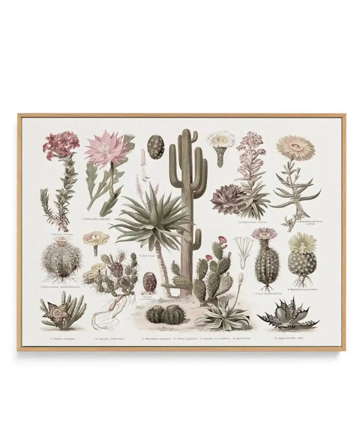 Vintage Cactus Chart | Framed Canvas-CANVAS-You can shop wall art online with Olive et Oriel for everything from abstract art to fun kids wall art. Our beautiful modern art prints and canvas art are available from large canvas prints to wall art paintings and our proudly Australian artwork collection offers only the highest quality framed large wall art and canvas art Australia - You can buy fashion photography prints or Hampton print posters and paintings on canvas from Olive et Oriel and have 