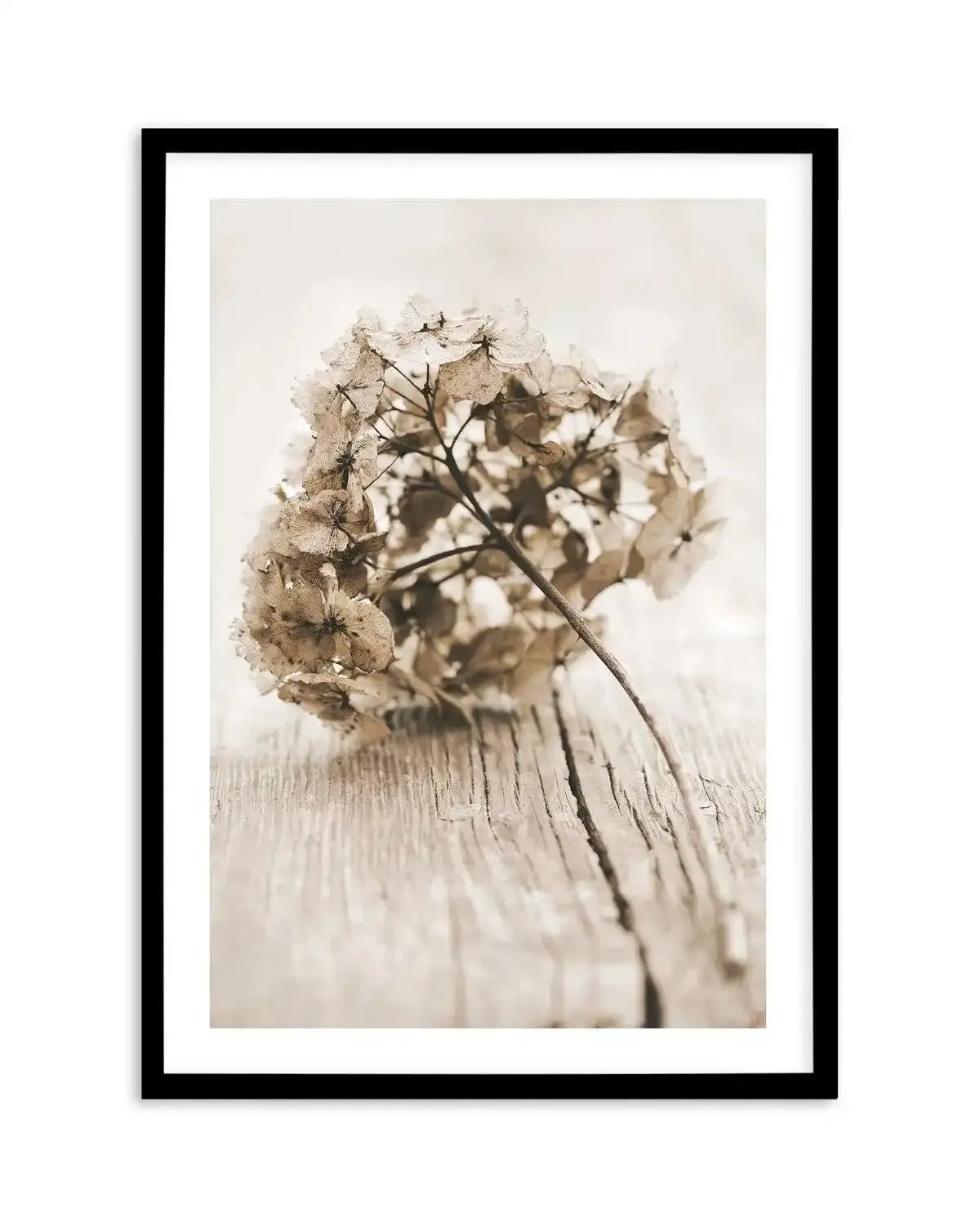 Vintage hydrangea Art Print-PRINT-Olive et Oriel-Olive et Oriel-A5 | 5.8" x 8.3" | 14.8 x 21cm-Black-With White Border-Buy-Australian-Art-Prints-Online-with-Olive-et-Oriel-Your-Artwork-Specialists-Austrailia-Decorate-With-Coastal-Photo-Wall-Art-Prints-From-Our-Beach-House-Artwork-Collection-Fine-Poster-and-Framed-Artwork