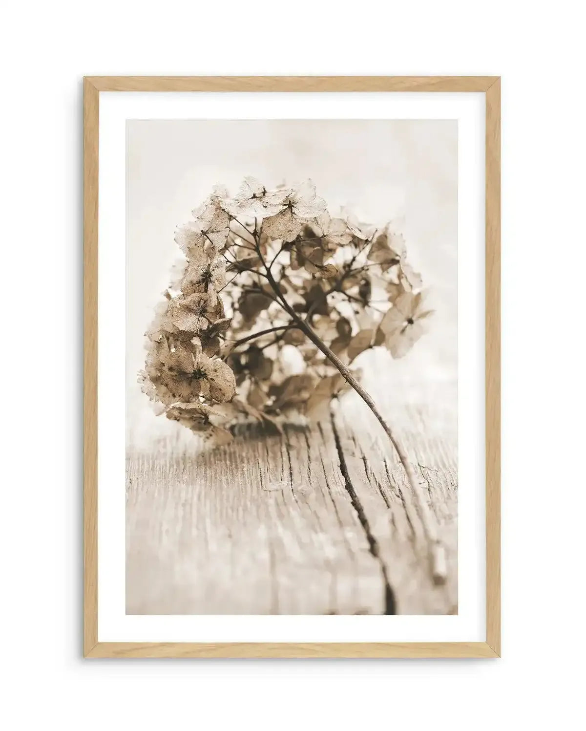 Vintage hydrangea Art Print-PRINT-Olive et Oriel-Olive et Oriel-A5 | 5.8" x 8.3" | 14.8 x 21cm-Oak-With White Border-Buy-Australian-Art-Prints-Online-with-Olive-et-Oriel-Your-Artwork-Specialists-Austrailia-Decorate-With-Coastal-Photo-Wall-Art-Prints-From-Our-Beach-House-Artwork-Collection-Fine-Poster-and-Framed-Artwork
