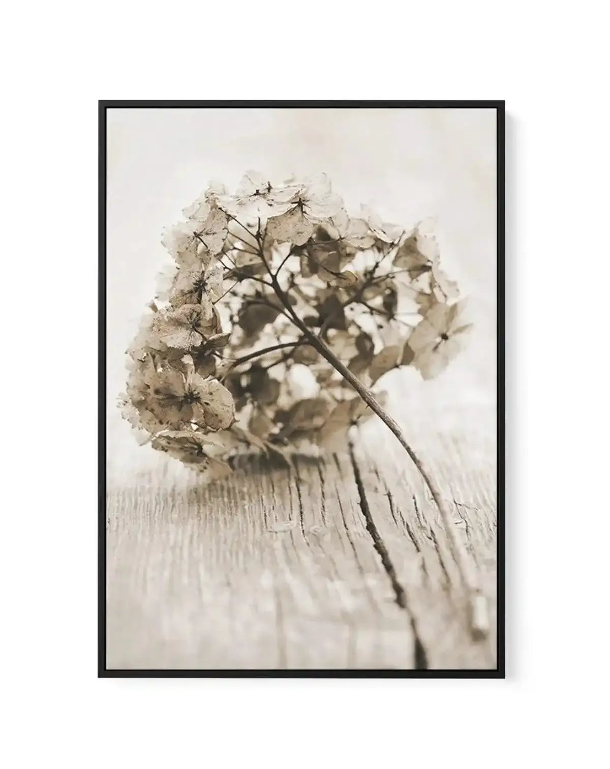 Vintage hydrangea | Framed Canvas-CANVAS-You can shop wall art online with Olive et Oriel for everything from abstract art to fun kids wall art. Our beautiful modern art prints and canvas art are available from large canvas prints to wall art paintings and our proudly Australian artwork collection offers only the highest quality framed large wall art and canvas art Australia - You can buy fashion photography prints or Hampton print posters and paintings on canvas from Olive et Oriel and have the
