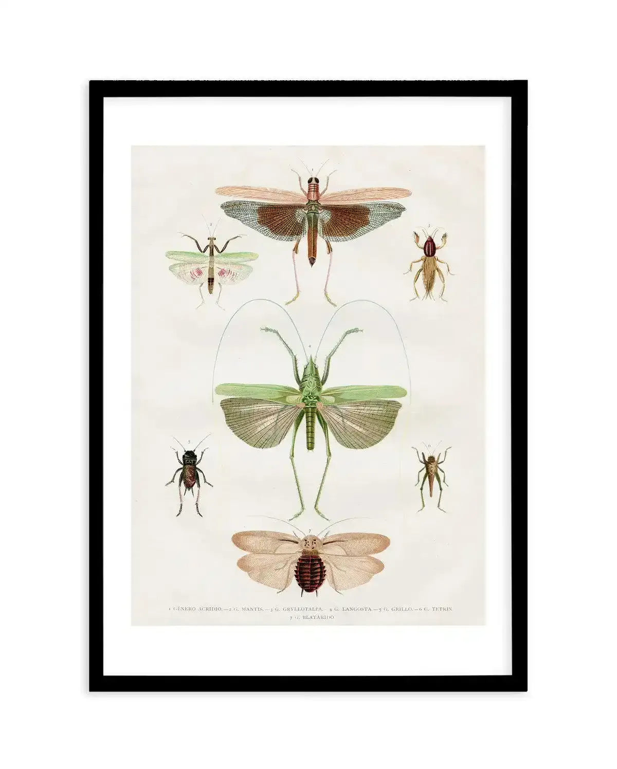 Vintage Insect Chart Art Print-PRINT-Olive et Oriel-Olive et Oriel-A5 | 5.8" x 8.3" | 14.8 x 21cm-Black-With White Border-Buy-Australian-Art-Prints-Online-with-Olive-et-Oriel-Your-Artwork-Specialists-Austrailia-Decorate-With-Coastal-Photo-Wall-Art-Prints-From-Our-Beach-House-Artwork-Collection-Fine-Poster-and-Framed-Artwork