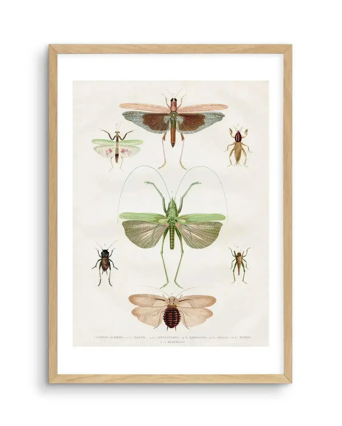 Vintage Insect Chart Art Print-PRINT-Olive et Oriel-Olive et Oriel-A5 | 5.8" x 8.3" | 14.8 x 21cm-Oak-With White Border-Buy-Australian-Art-Prints-Online-with-Olive-et-Oriel-Your-Artwork-Specialists-Austrailia-Decorate-With-Coastal-Photo-Wall-Art-Prints-From-Our-Beach-House-Artwork-Collection-Fine-Poster-and-Framed-Artwork