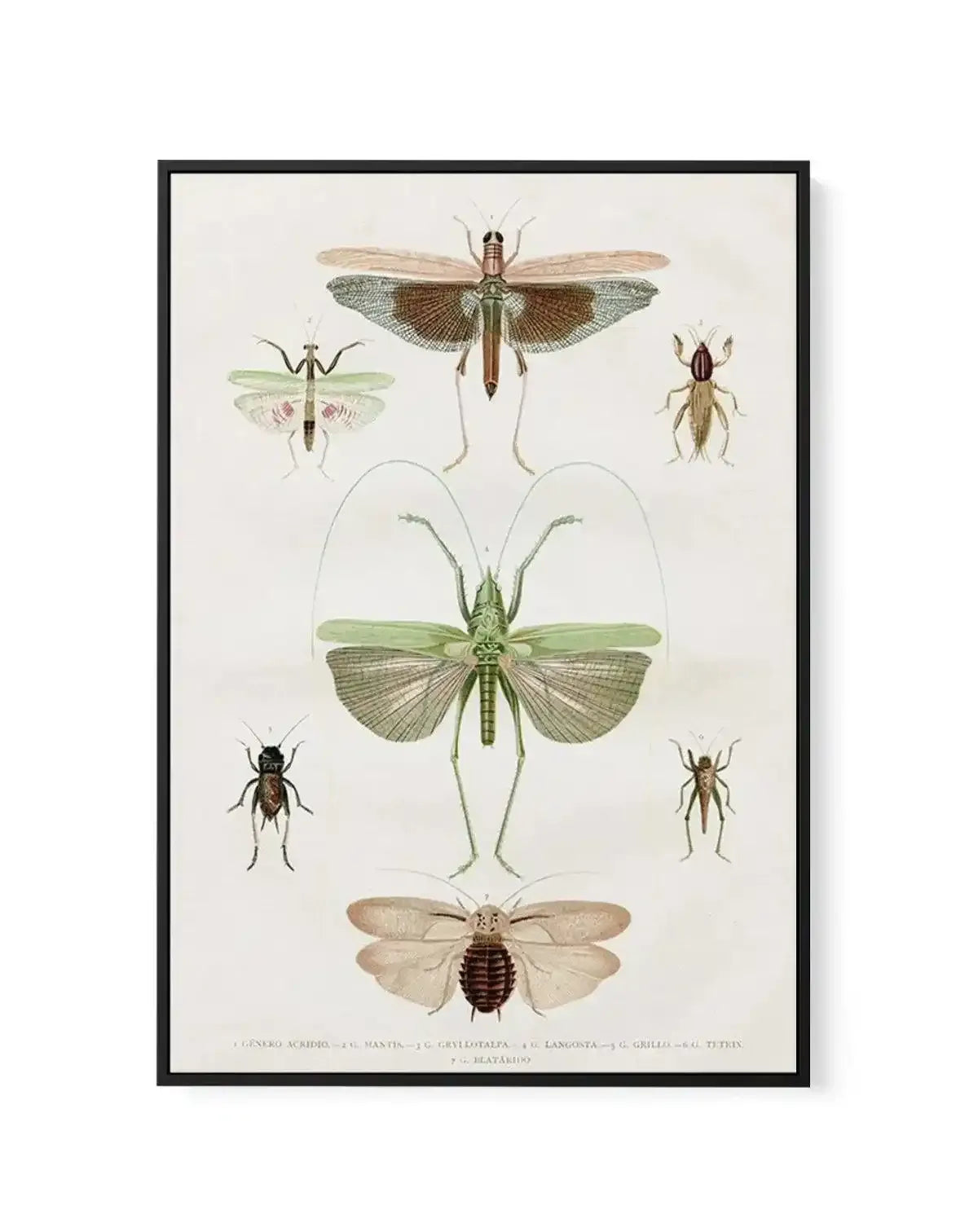 Vintage Insect Chart | Framed Canvas-CANVAS-You can shop wall art online with Olive et Oriel for everything from abstract art to fun kids wall art. Our beautiful modern art prints and canvas art are available from large canvas prints to wall art paintings and our proudly Australian artwork collection offers only the highest quality framed large wall art and canvas art Australia - You can buy fashion photography prints or Hampton print posters and paintings on canvas from Olive et Oriel and have 