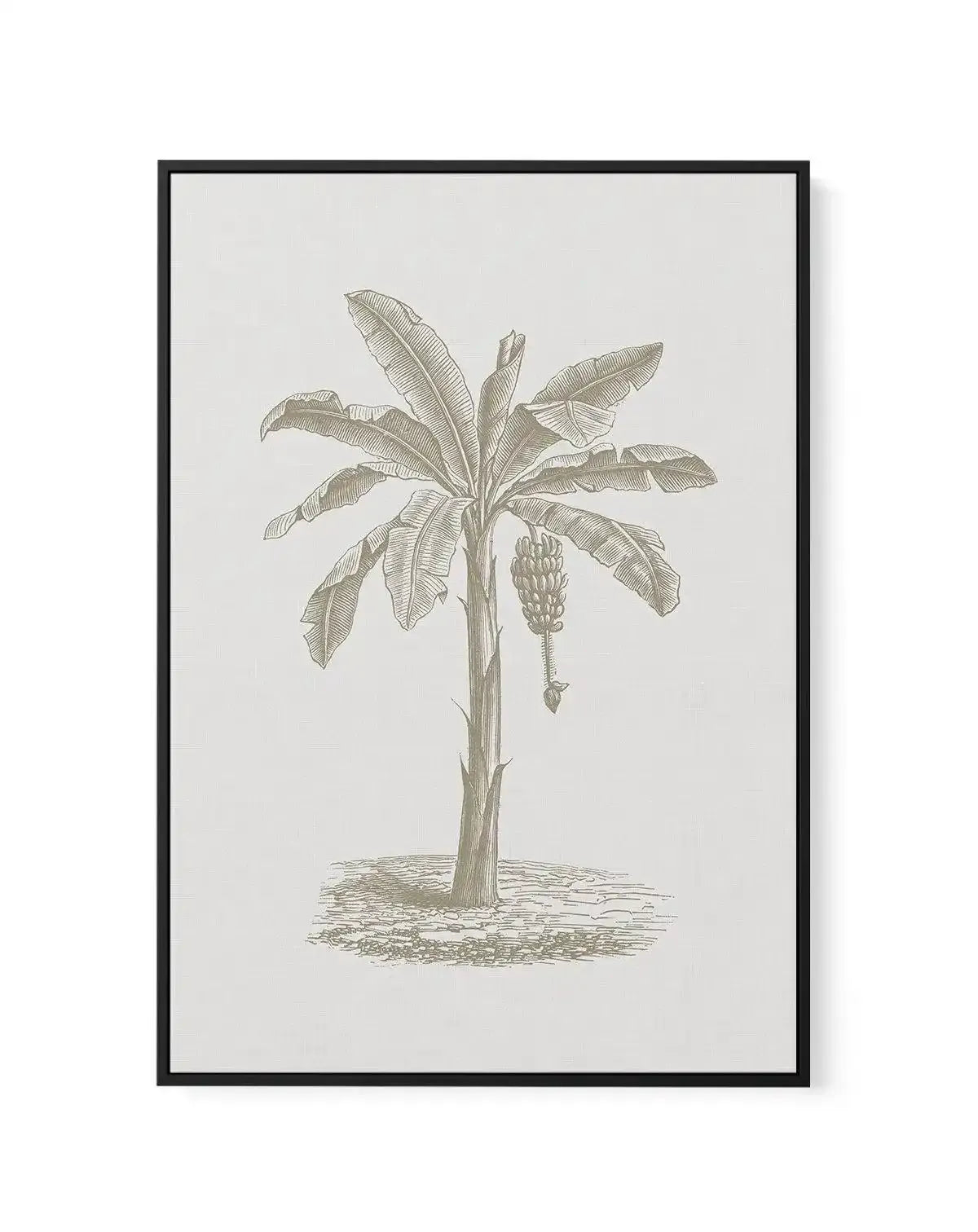 Vintage Palm II | Framed Canvas-CANVAS-You can shop wall art online with Olive et Oriel for everything from abstract art to fun kids wall art. Our beautiful modern art prints and canvas art are available from large canvas prints to wall art paintings and our proudly Australian artwork collection offers only the highest quality framed large wall art and canvas art Australia - You can buy fashion photography prints or Hampton print posters and paintings on canvas from Olive et Oriel and have them 