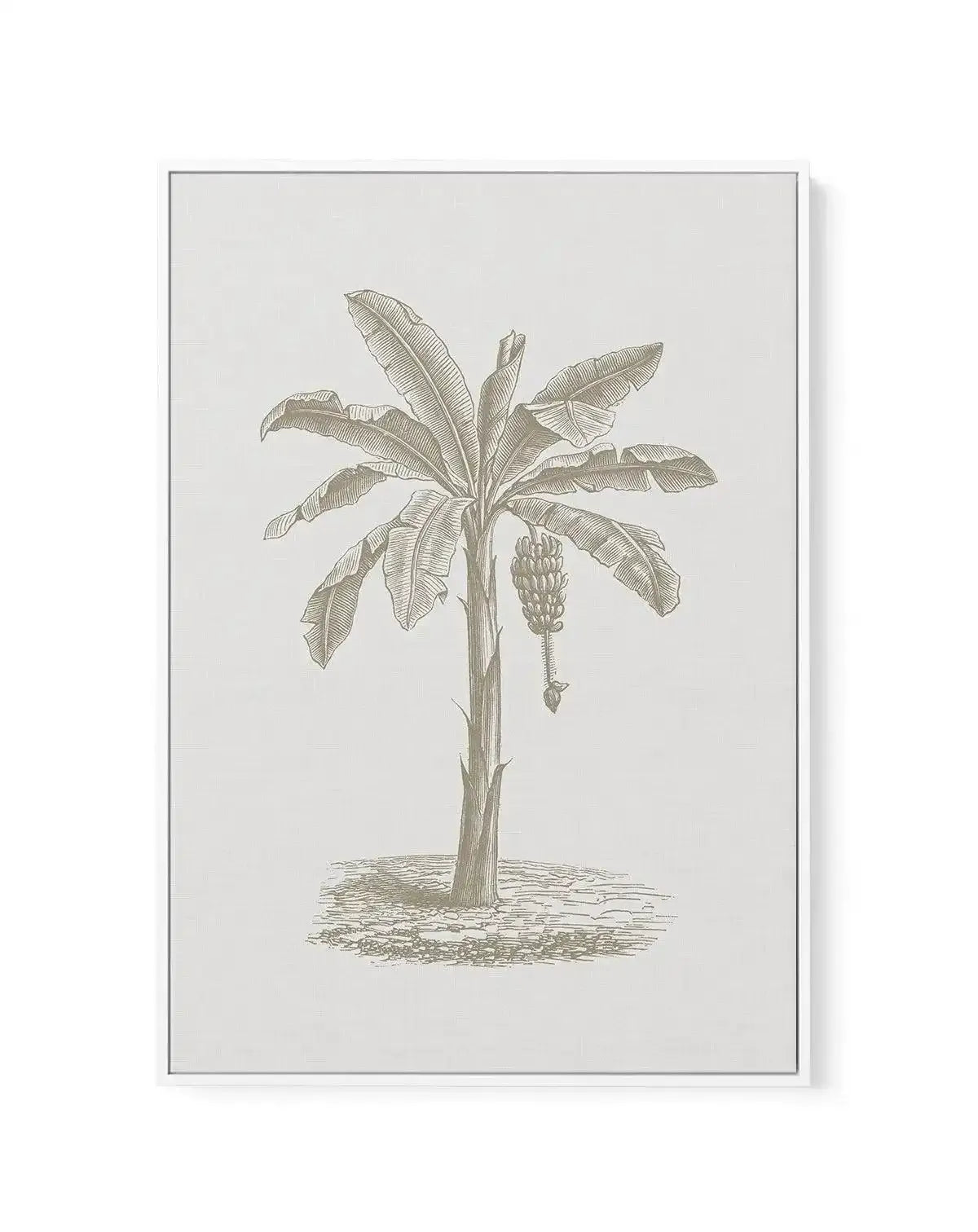 Vintage Palm II | Framed Canvas-CANVAS-You can shop wall art online with Olive et Oriel for everything from abstract art to fun kids wall art. Our beautiful modern art prints and canvas art are available from large canvas prints to wall art paintings and our proudly Australian artwork collection offers only the highest quality framed large wall art and canvas art Australia - You can buy fashion photography prints or Hampton print posters and paintings on canvas from Olive et Oriel and have them 