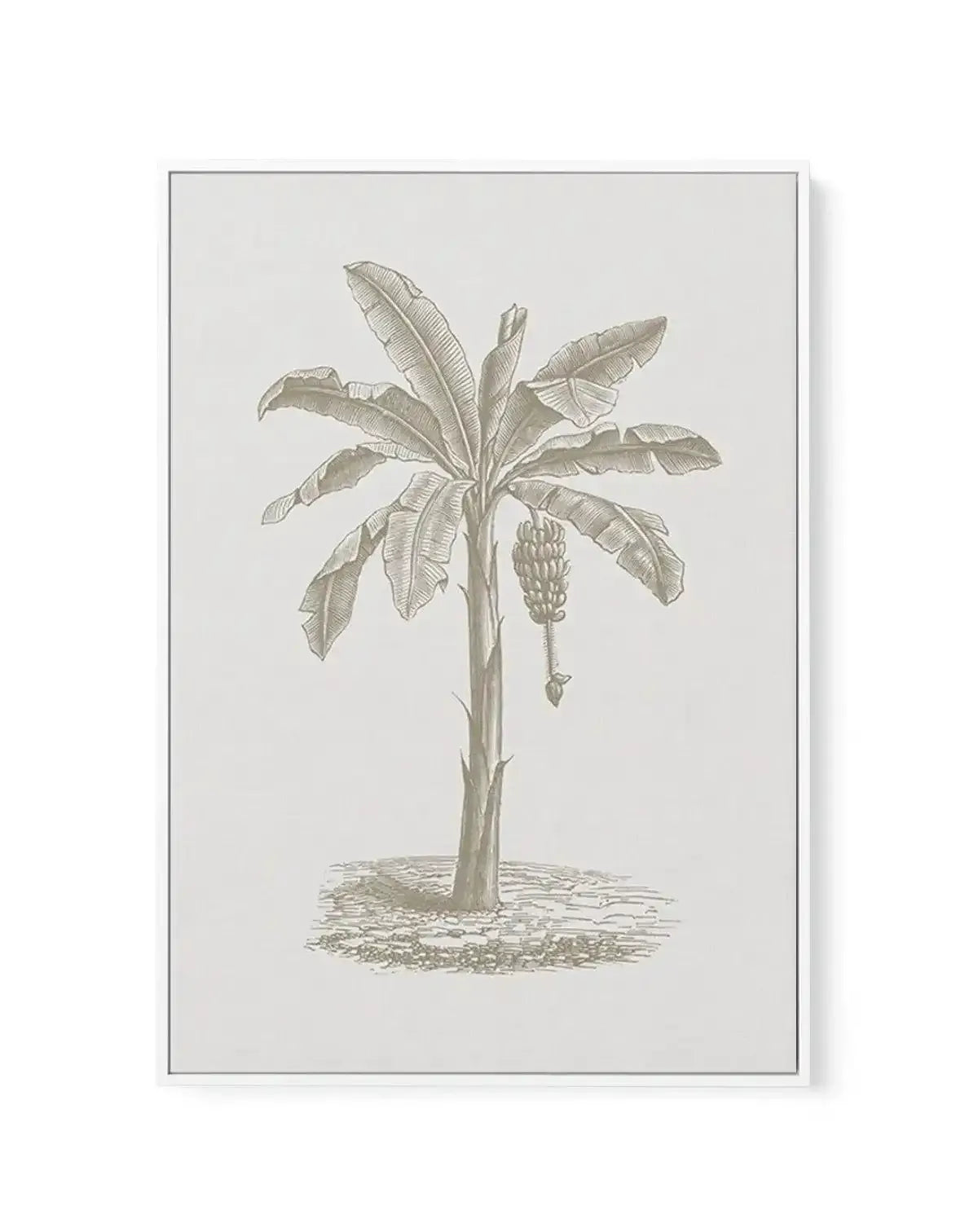 Vintage Palm II | Framed Canvas-CANVAS-You can shop wall art online with Olive et Oriel for everything from abstract art to fun kids wall art. Our beautiful modern art prints and canvas art are available from large canvas prints to wall art paintings and our proudly Australian artwork collection offers only the highest quality framed large wall art and canvas art Australia - You can buy fashion photography prints or Hampton print posters and paintings on canvas from Olive et Oriel and have them 