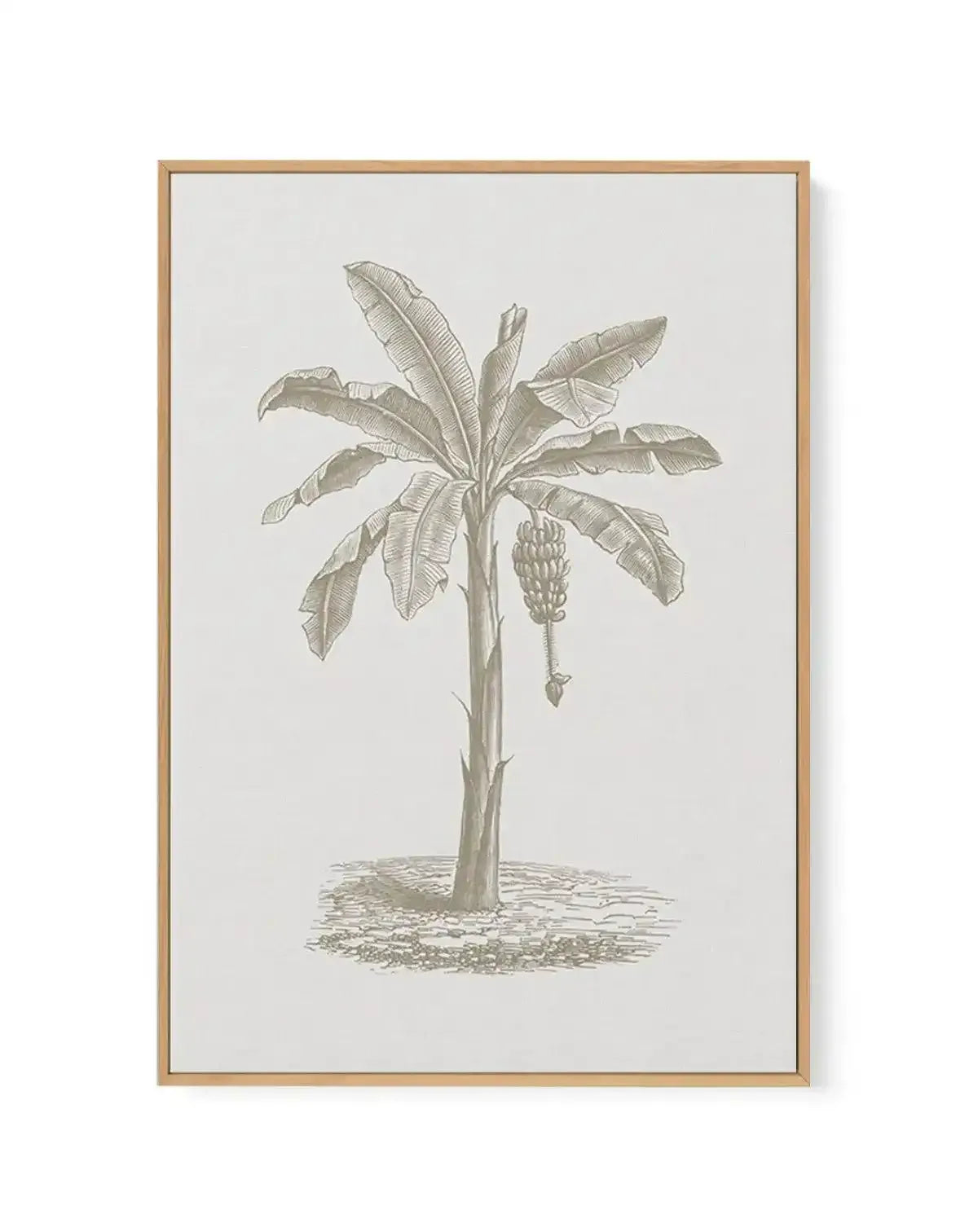 Vintage Palm II | Framed Canvas-CANVAS-You can shop wall art online with Olive et Oriel for everything from abstract art to fun kids wall art. Our beautiful modern art prints and canvas art are available from large canvas prints to wall art paintings and our proudly Australian artwork collection offers only the highest quality framed large wall art and canvas art Australia - You can buy fashion photography prints or Hampton print posters and paintings on canvas from Olive et Oriel and have them 