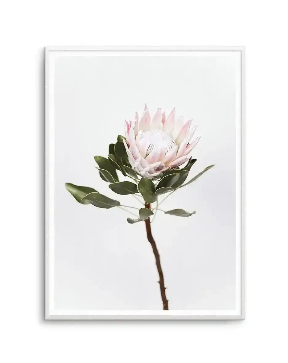 Vintage Protea Art Print-PRINT-Olive et Oriel-Olive et Oriel-A4 | 8.3" x 11.7" | 21 x 29.7cm-Unframed Art Print-With White Border-Buy-Australian-Art-Prints-Online-with-Olive-et-Oriel-Your-Artwork-Specialists-Austrailia-Decorate-With-Coastal-Photo-Wall-Art-Prints-From-Our-Beach-House-Artwork-Collection-Fine-Poster-and-Framed-Artwork
