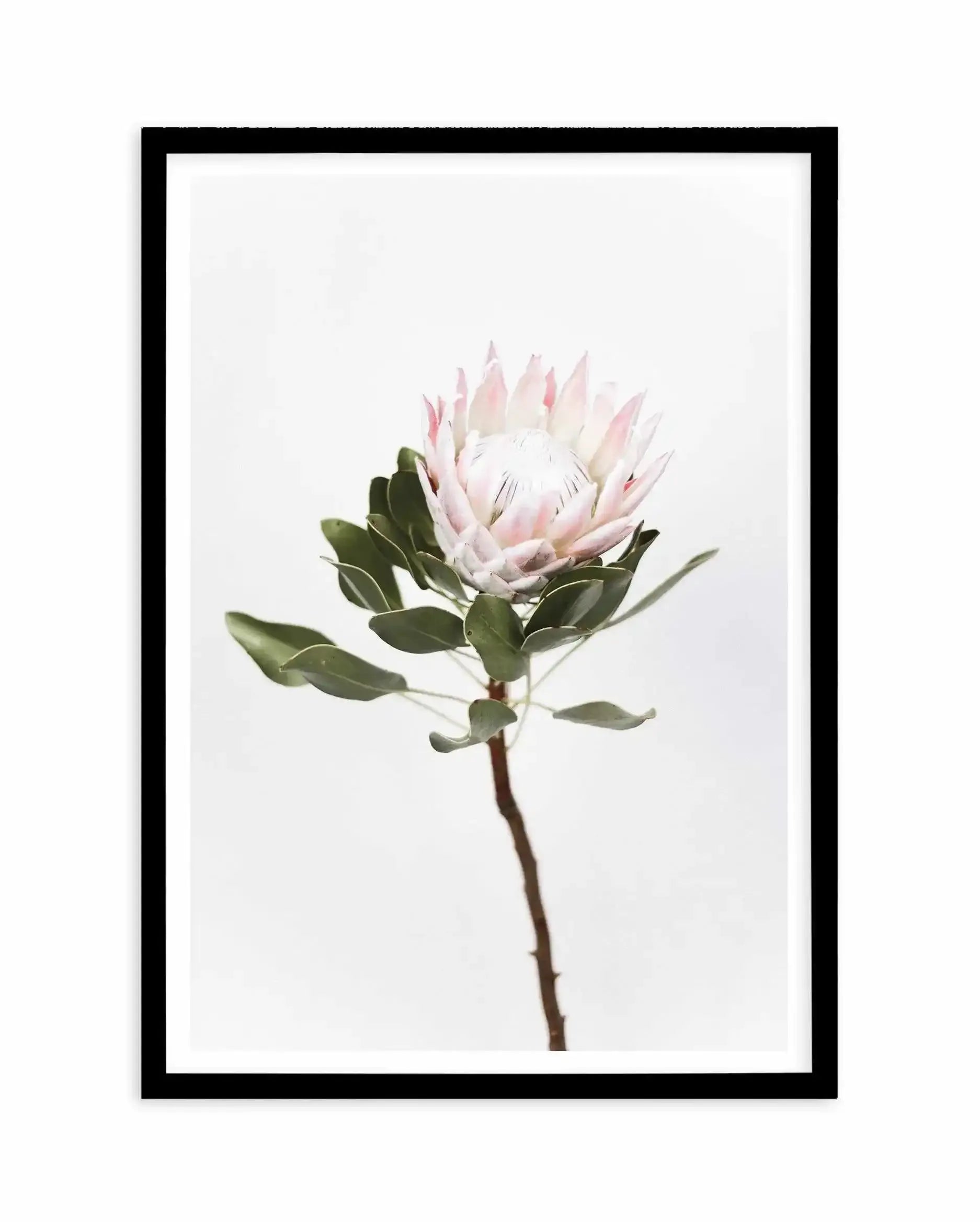 Vintage Protea Art Print-PRINT-Olive et Oriel-Olive et Oriel-A4 | 8.3" x 11.7" | 21 x 29.7cm-Black-With White Border-Buy-Australian-Art-Prints-Online-with-Olive-et-Oriel-Your-Artwork-Specialists-Austrailia-Decorate-With-Coastal-Photo-Wall-Art-Prints-From-Our-Beach-House-Artwork-Collection-Fine-Poster-and-Framed-Artwork
