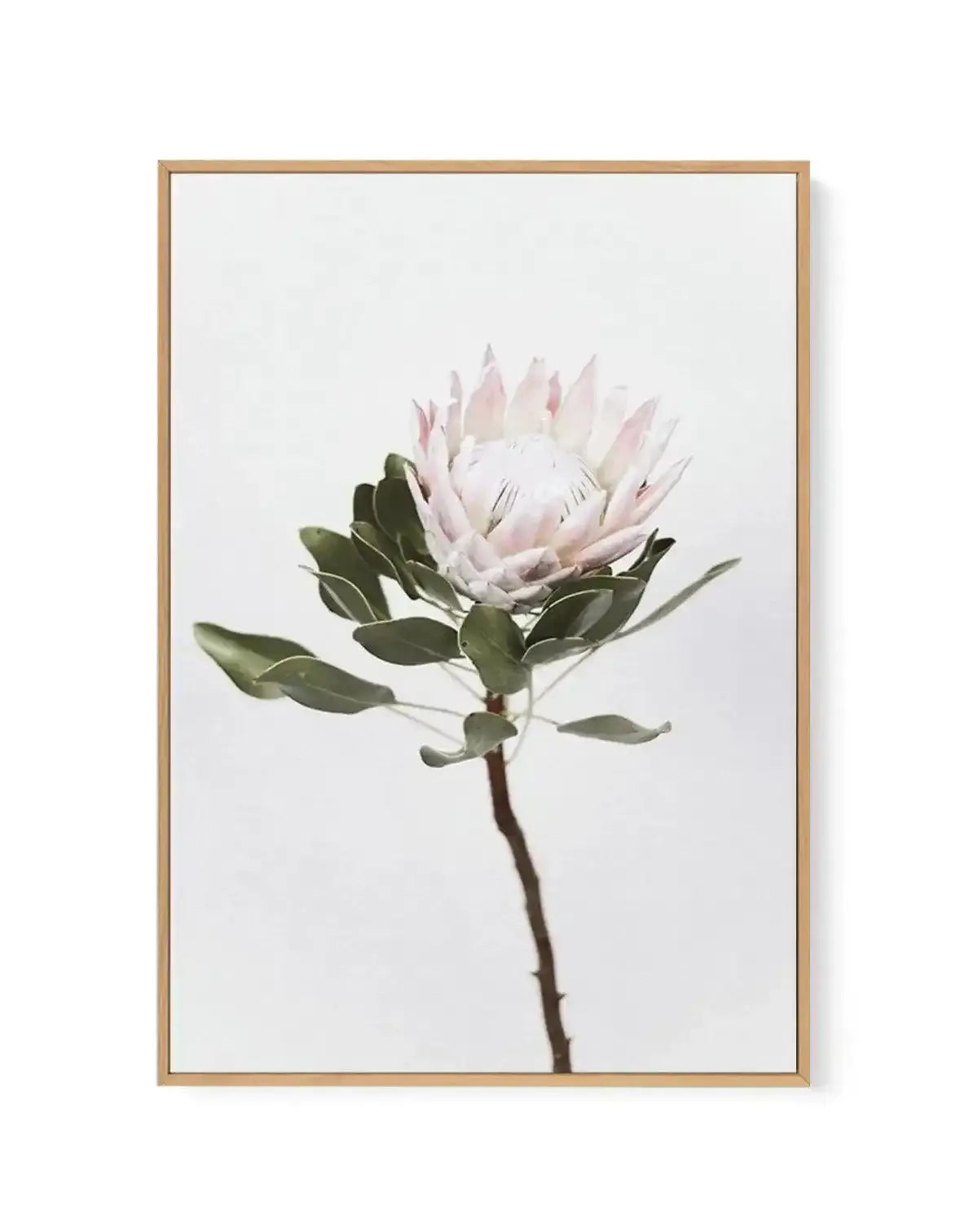 Vintage Protea | Framed Canvas-CANVAS-You can shop wall art online with Olive et Oriel for everything from abstract art to fun kids wall art. Our beautiful modern art prints and canvas art are available from large canvas prints to wall art paintings and our proudly Australian artwork collection offers only the highest quality framed large wall art and canvas art Australia - You can buy fashion photography prints or Hampton print posters and paintings on canvas from Olive et Oriel and have them d