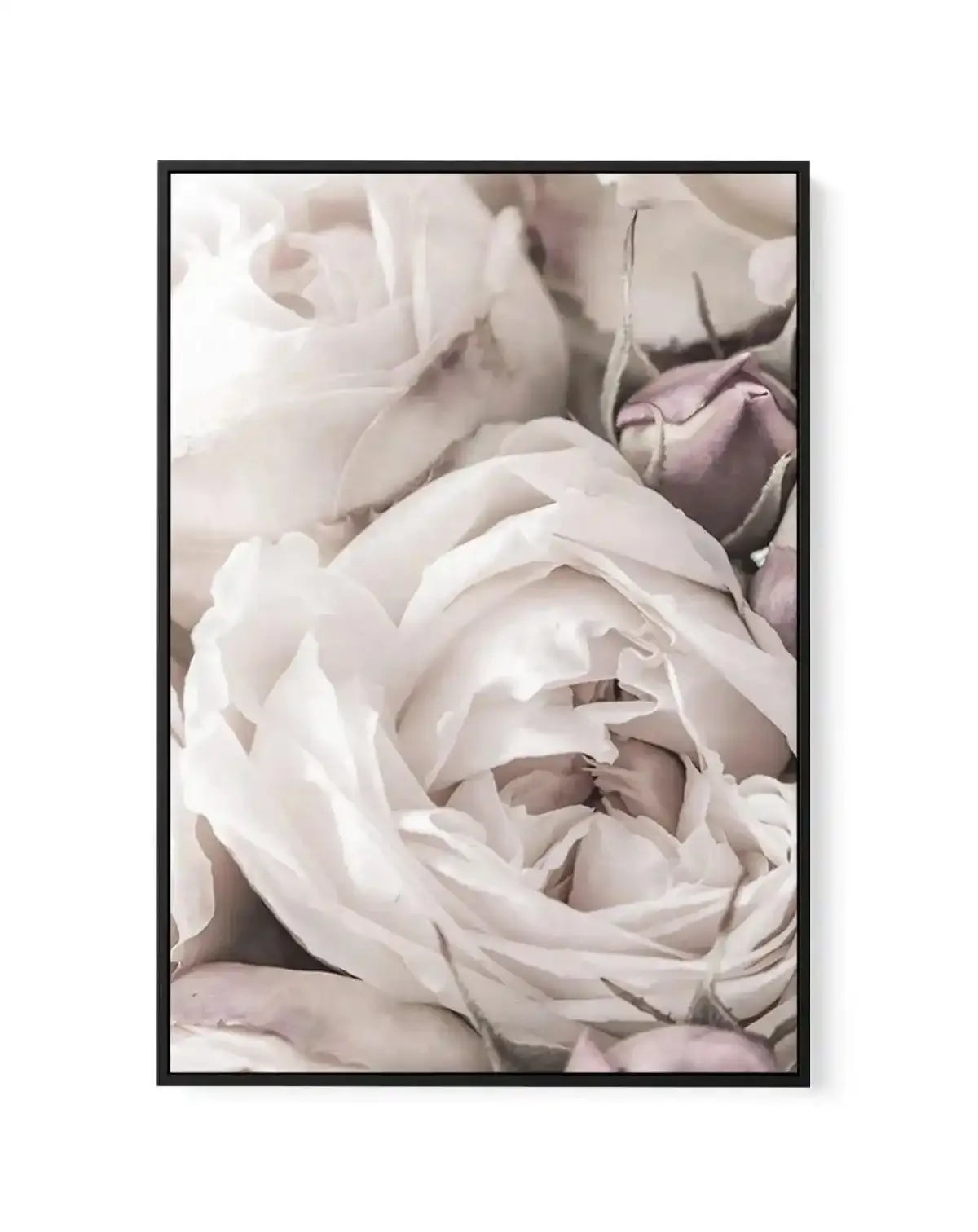 Vintage Roses II | Framed Canvas-CANVAS-You can shop wall art online with Olive et Oriel for everything from abstract art to fun kids wall art. Our beautiful modern art prints and canvas art are available from large canvas prints to wall art paintings and our proudly Australian artwork collection offers only the highest quality framed large wall art and canvas art Australia - You can buy fashion photography prints or Hampton print posters and paintings on canvas from Olive et Oriel and have them