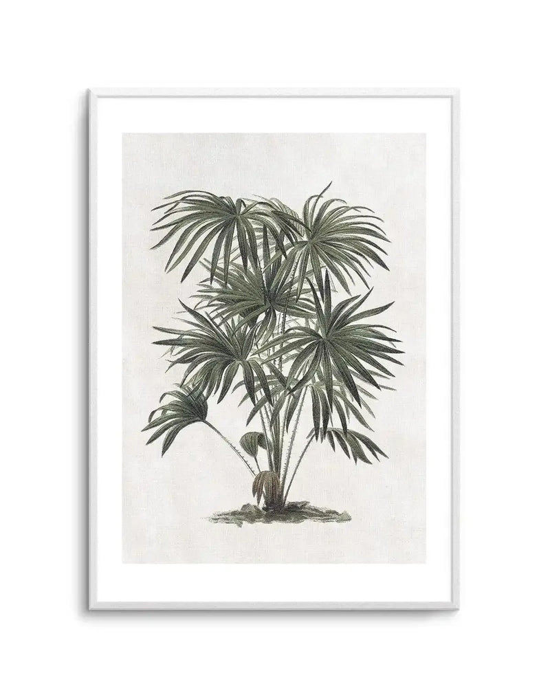 Vintage botanical illustration of a potted palm plant with multiple fronds radiating outward in a fountain-like arrangement. The drawing uses muted sage green and gray tones rendered in fine linear detail on a cream background. The plant is depicted in a naturalistic engraving style with delicate line work showing individual leaflets and the central stem. Displayed in a silver-toned frame with white border.