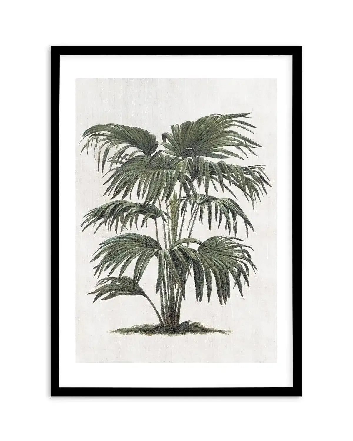 Vintage Tropics II Art Print-PRINT-Olive et Oriel-Olive et Oriel-A5 | 5.8" x 8.3" | 14.8 x 21cm-Black-With White Border-Buy-Australian-Art-Prints-Online-with-Olive-et-Oriel-Your-Artwork-Specialists-Austrailia-Decorate-With-Coastal-Photo-Wall-Art-Prints-From-Our-Beach-House-Artwork-Collection-Fine-Poster-and-Framed-Artwork