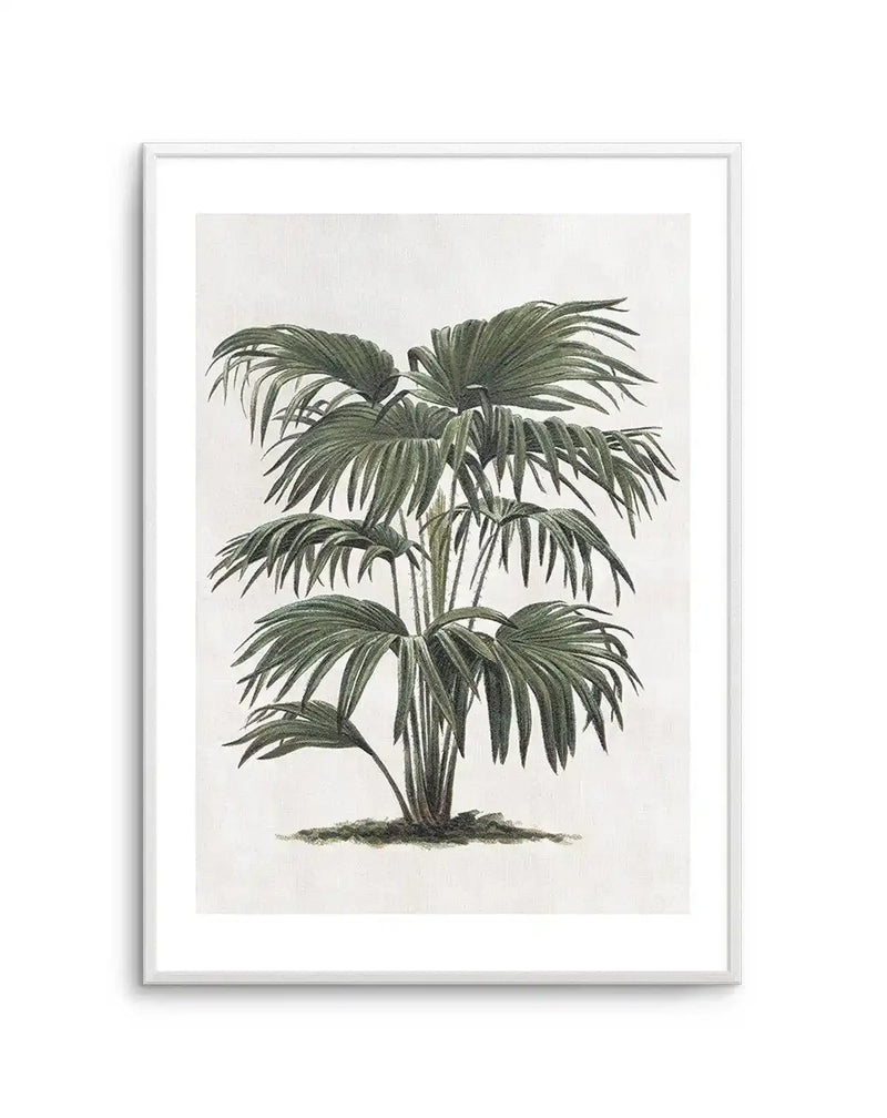 Vintage botanical art print featuring a detailed illustration of a lush palm tree with multiple fronds in varying shades of deep green, set against a textured cream background, displayed in a white frame with white border.